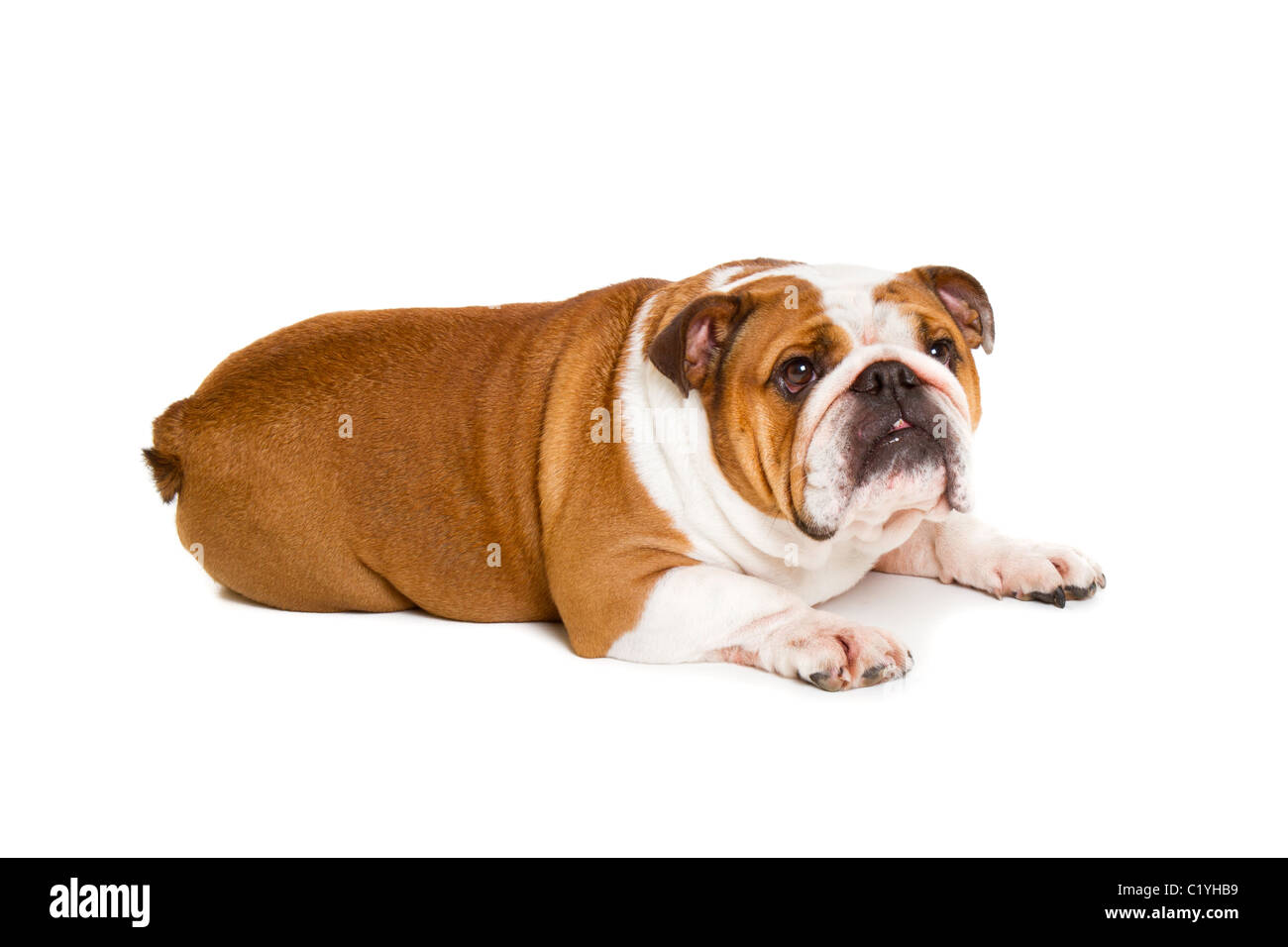 Britische Bulldogge Cut-out Studio gedreht Stockfoto