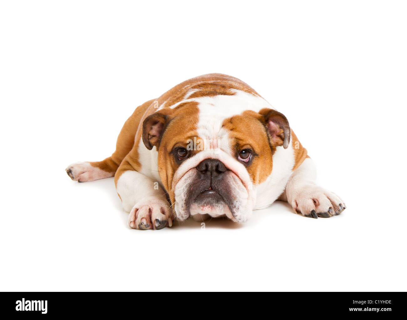 Britische Bulldogge Cut-out Studio gedreht Stockfoto