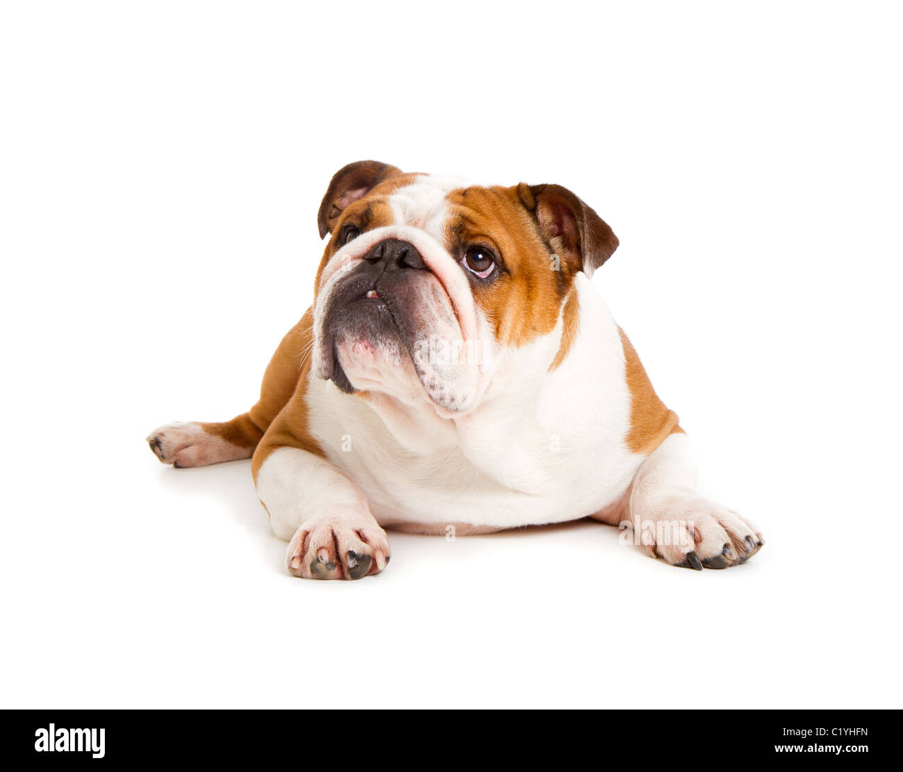 Britische Bulldogge Cut-out Studio gedreht Stockfoto