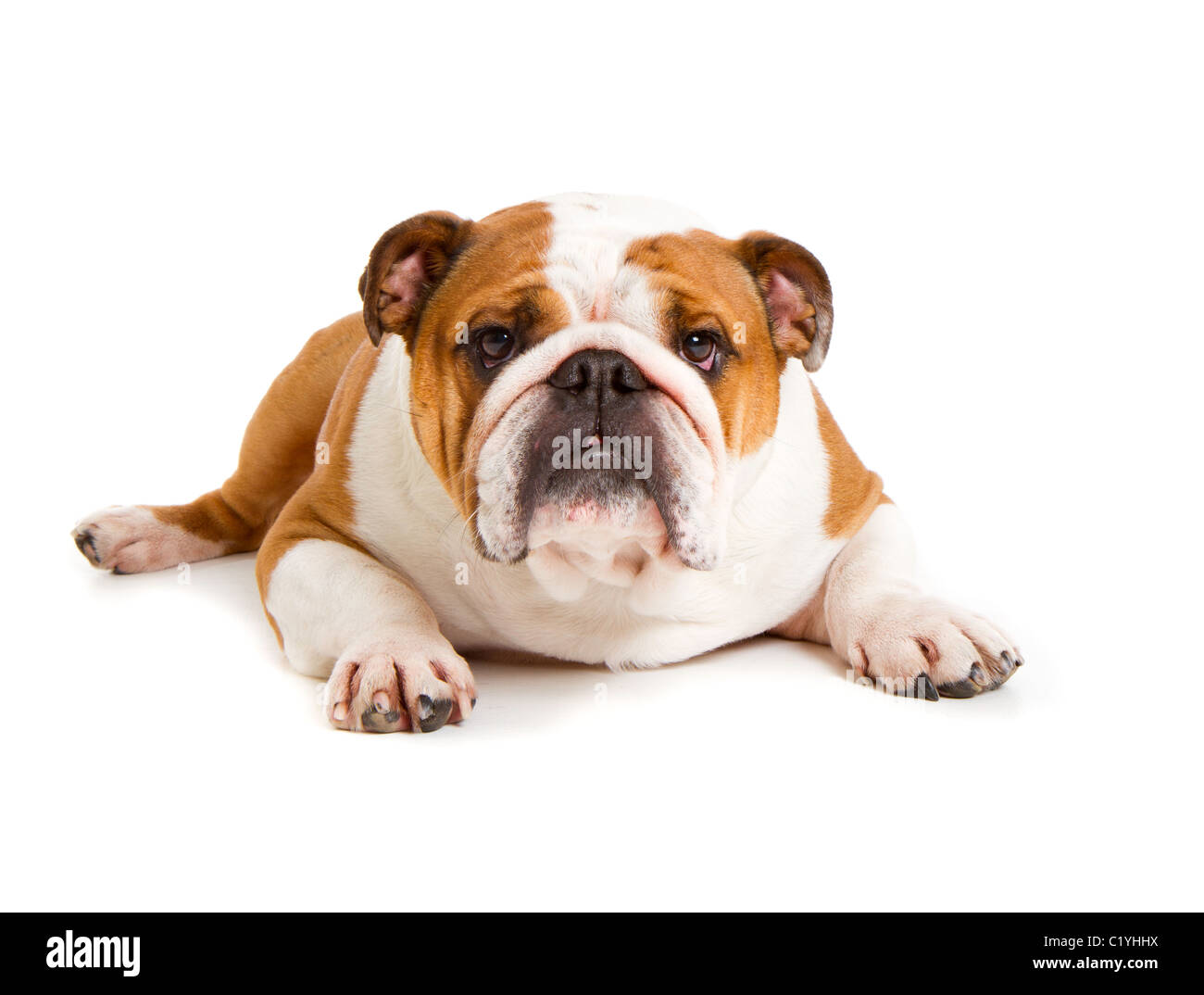 Britische Bulldogge Cut-out Studio gedreht Stockfoto