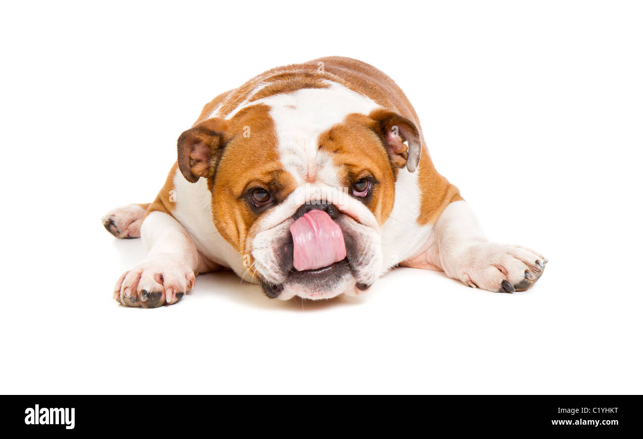 Britische Bulldogge Cut-out Studio gedreht Stockfoto