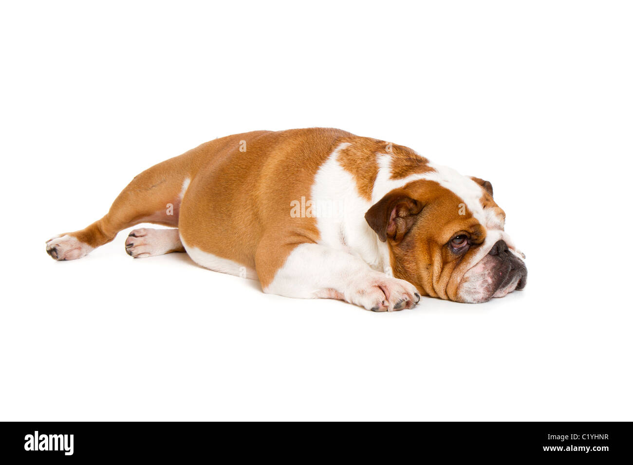 Britische Bulldogge Cut-out Studio gedreht Stockfoto