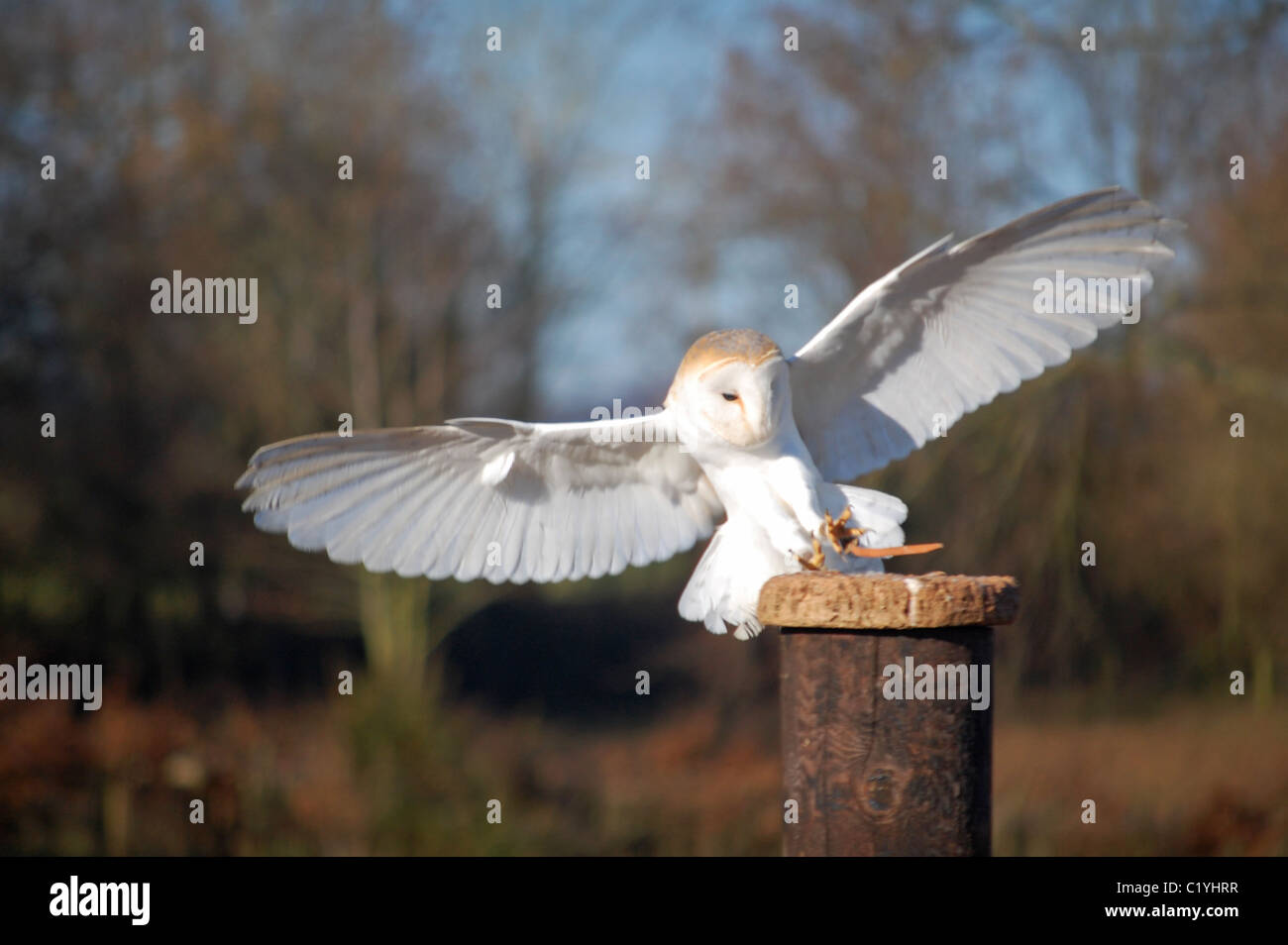 Schleiereule mit Flügeln verteilt hereinkommen zu landen Stockfoto