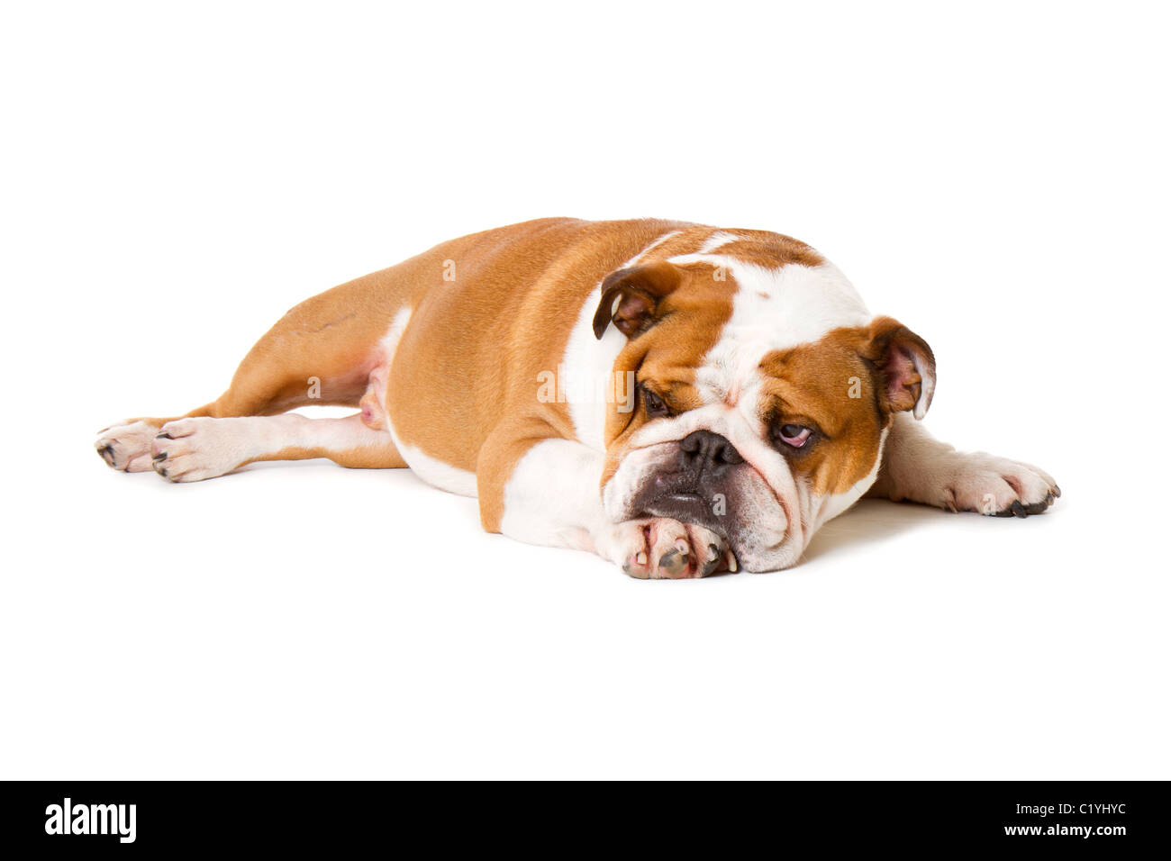 Britische Bulldogge Cut-out Studio gedreht Stockfoto