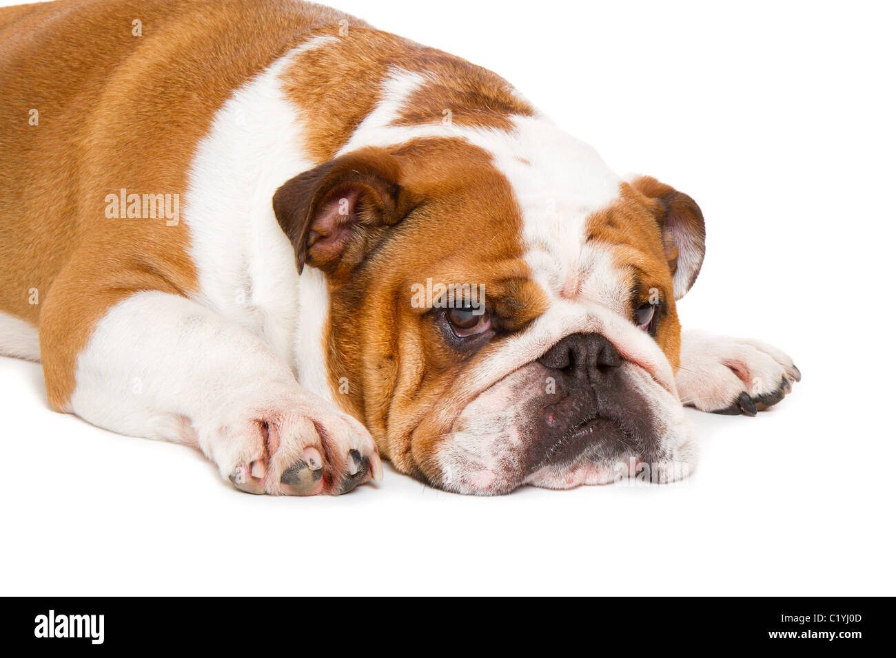 Britische Bulldogge Cut-out Studio gedreht Stockfoto