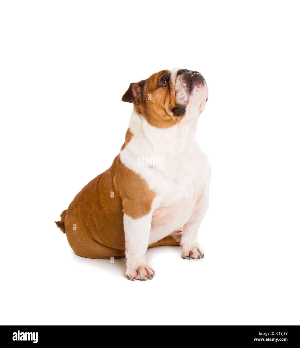 Britische Bulldogge Cut-out Studio gedreht Stockfoto