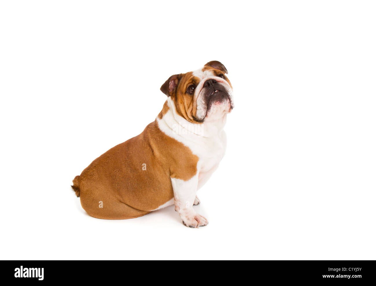 Britische Bulldogge Cut-out Studio gedreht Stockfoto