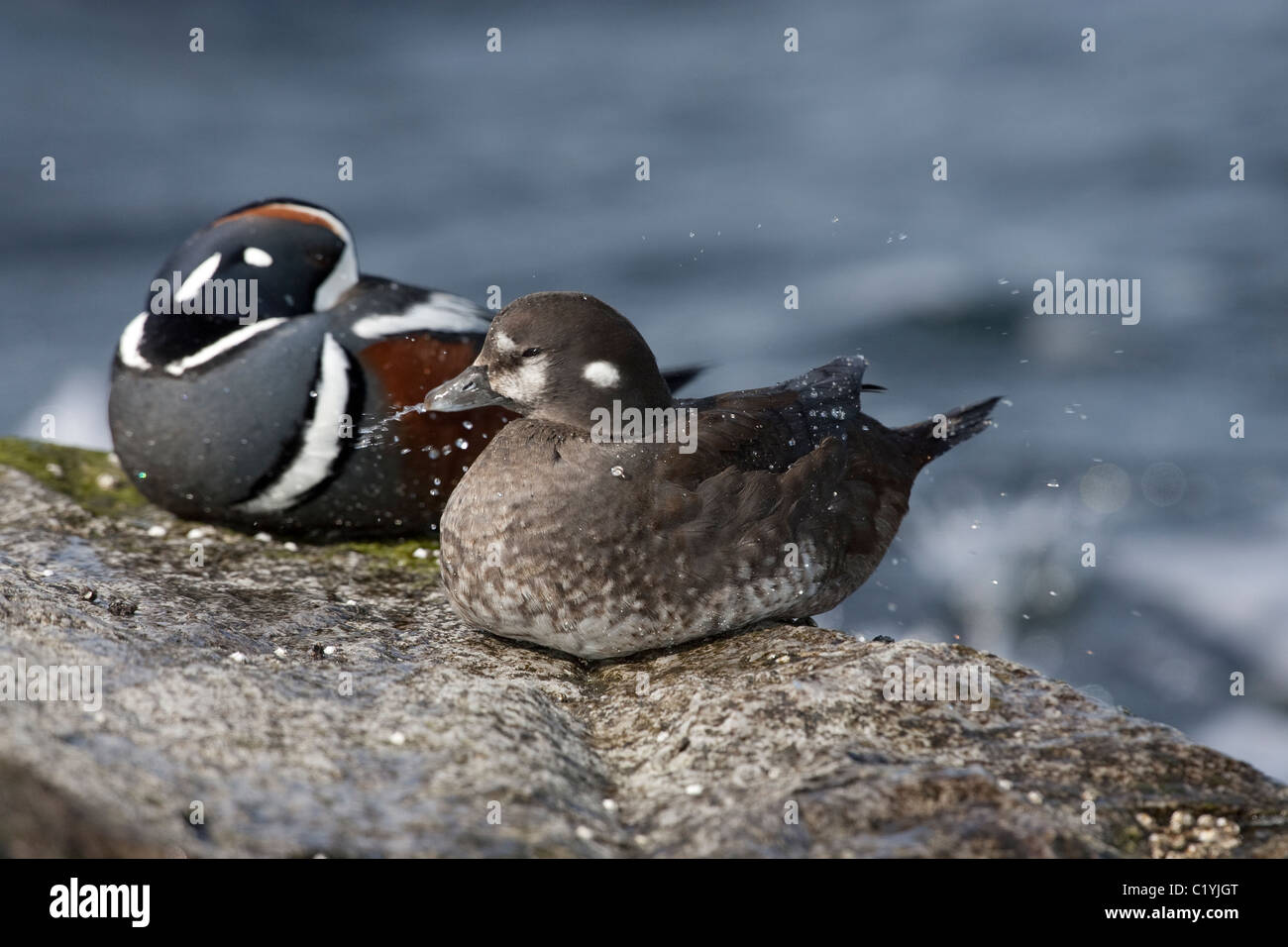 Männliche und weibliche Harlekin Enten thront auf einem Felsen Stockfoto