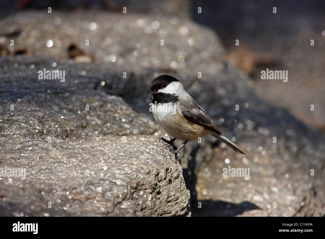 Schwarz-capped Chickadee (Poecile Atricapillus Atricapullus), auf Felsen sitzend. Stockfoto