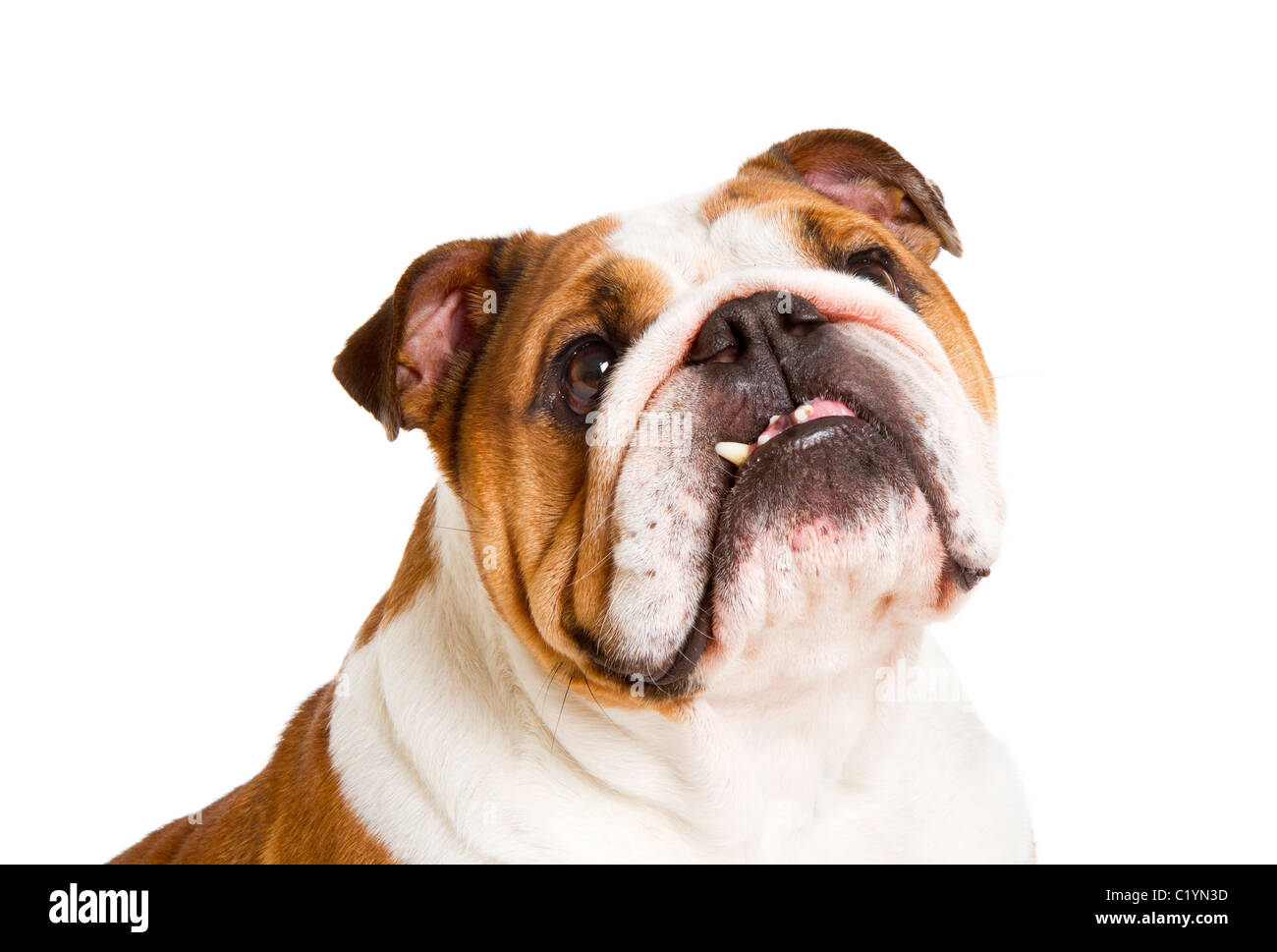 Britische Bulldogge Cut-out Studio gedreht Stockfoto