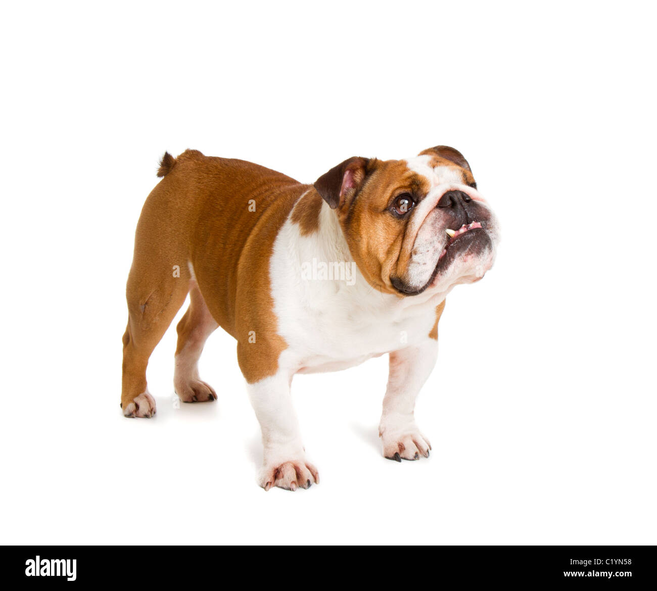 Britische Bulldogge Cut-out Studio gedreht Stockfoto