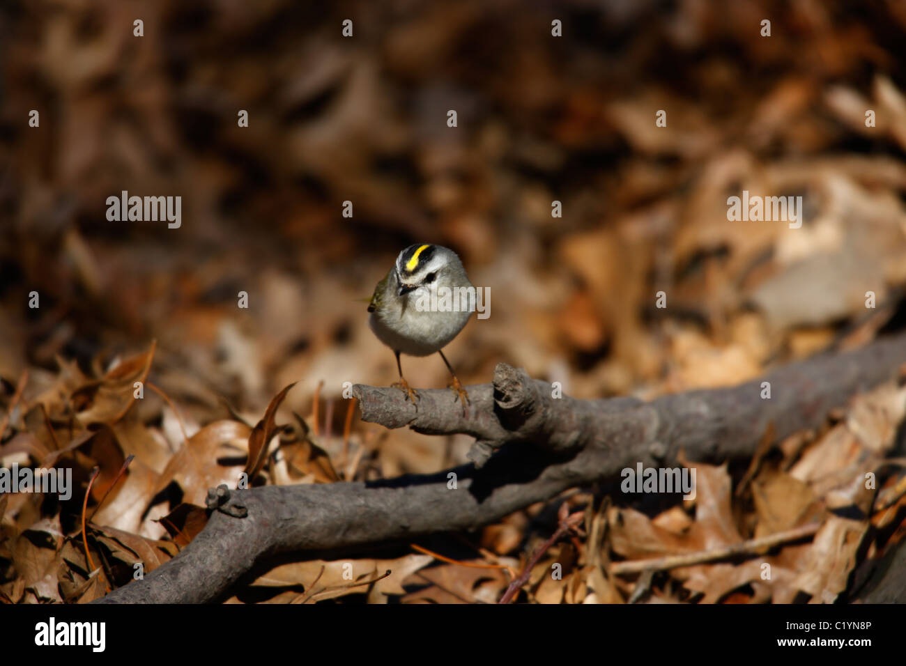 Golden-gekrönter Goldhähnchen (Regulus Satrapa Satrapa), einen frühen Frühling Migranten weiblich auf Ast. Stockfoto