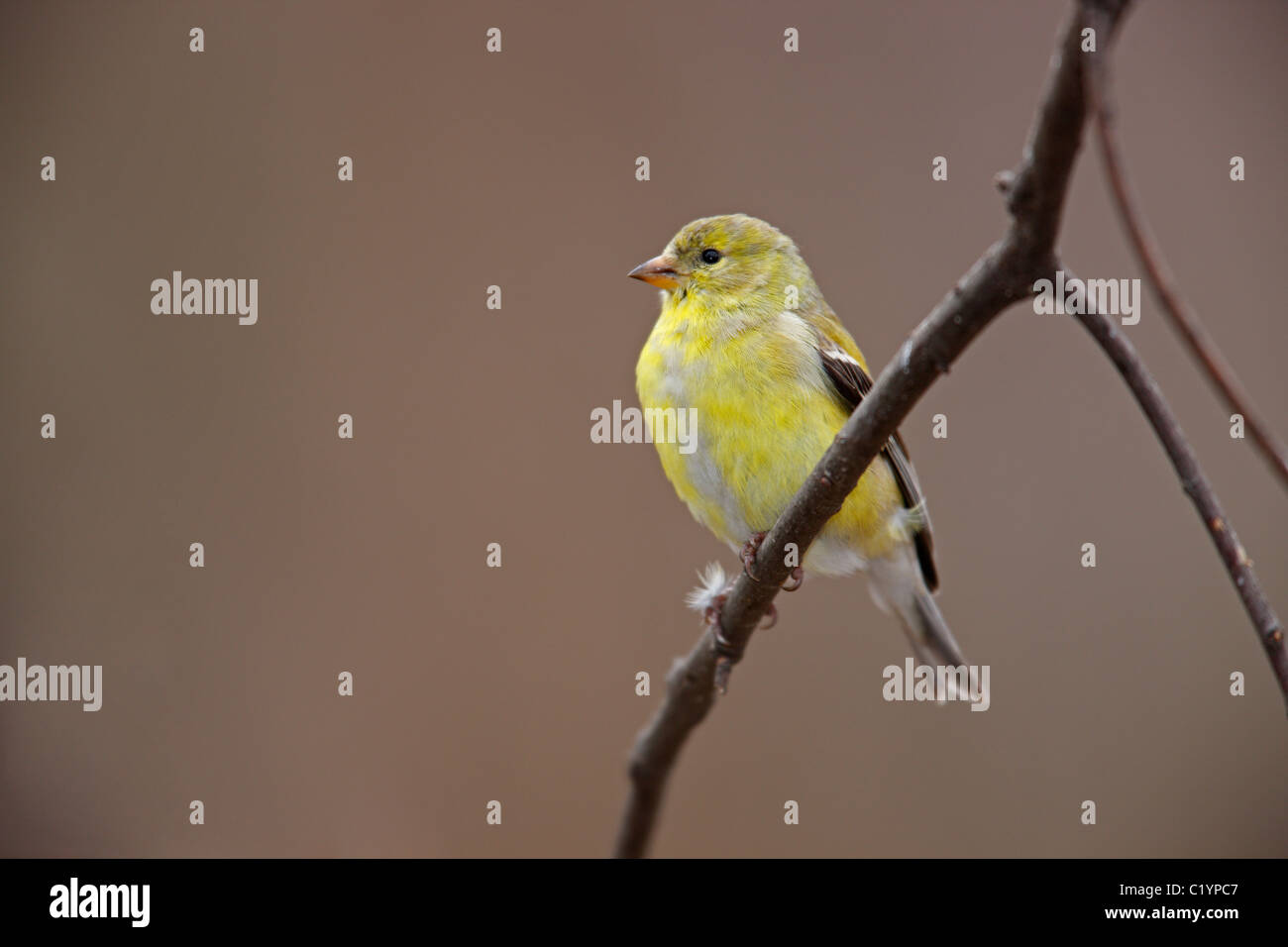 Amerikanische Stieglitz (Spinus Tristis Tristis) Weibchen in Häutung, Zucht Gefieder auf einem Ast im Central Park im zeitigen Frühjahr. Stockfoto