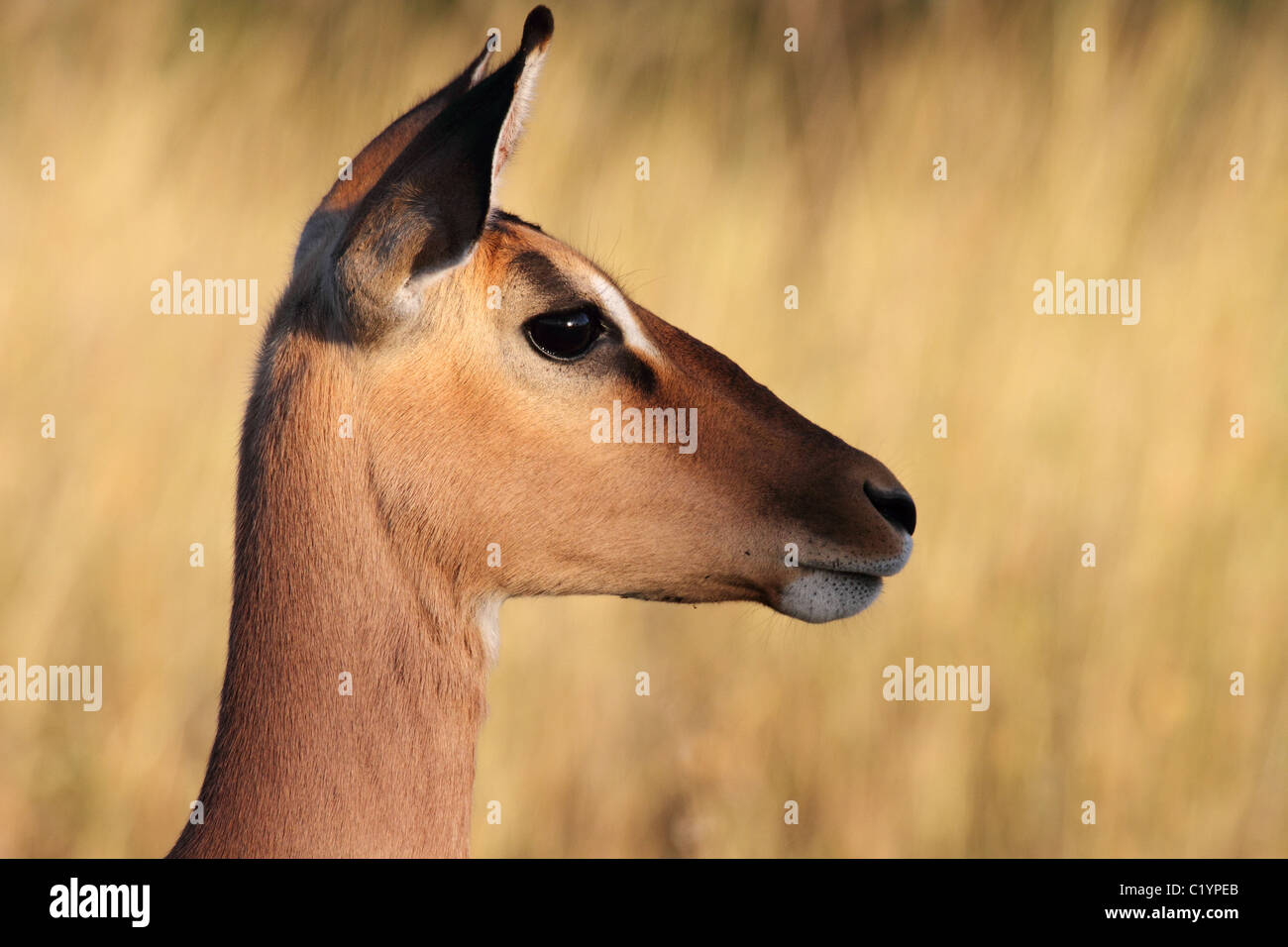 Impala, einzelnen Erwachsenen Profil Stockfoto