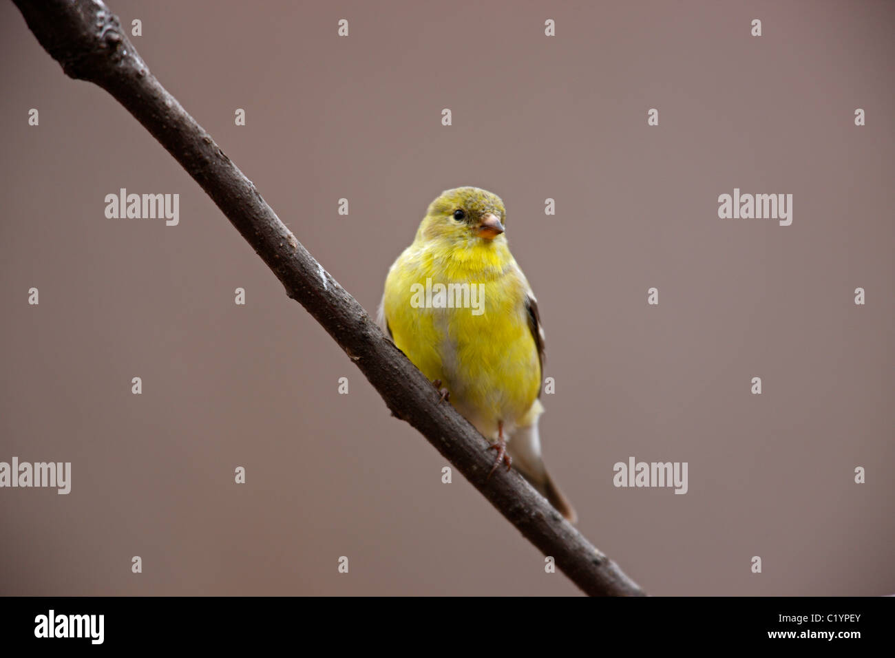 Amerikanische Stieglitz (Spinus Tristis Tristis) Weibchen in Häutung, Zucht Gefieder auf einem Ast im Central Park im zeitigen Frühjahr. Stockfoto
