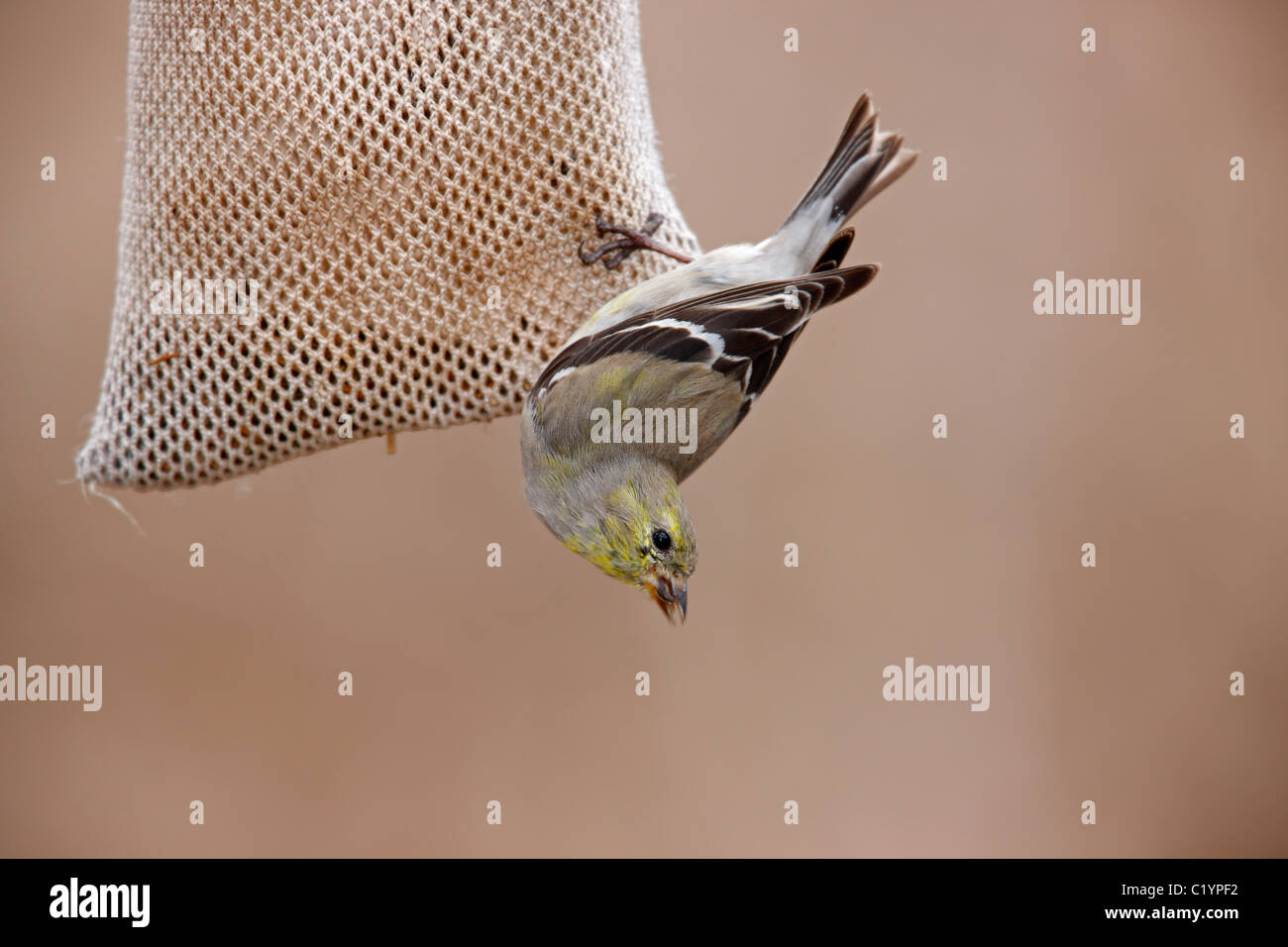 Amerikanische Stieglitz (Spinus Tristis Tristis) weiblich in Häutung, Zucht Gefieder Stockfoto
