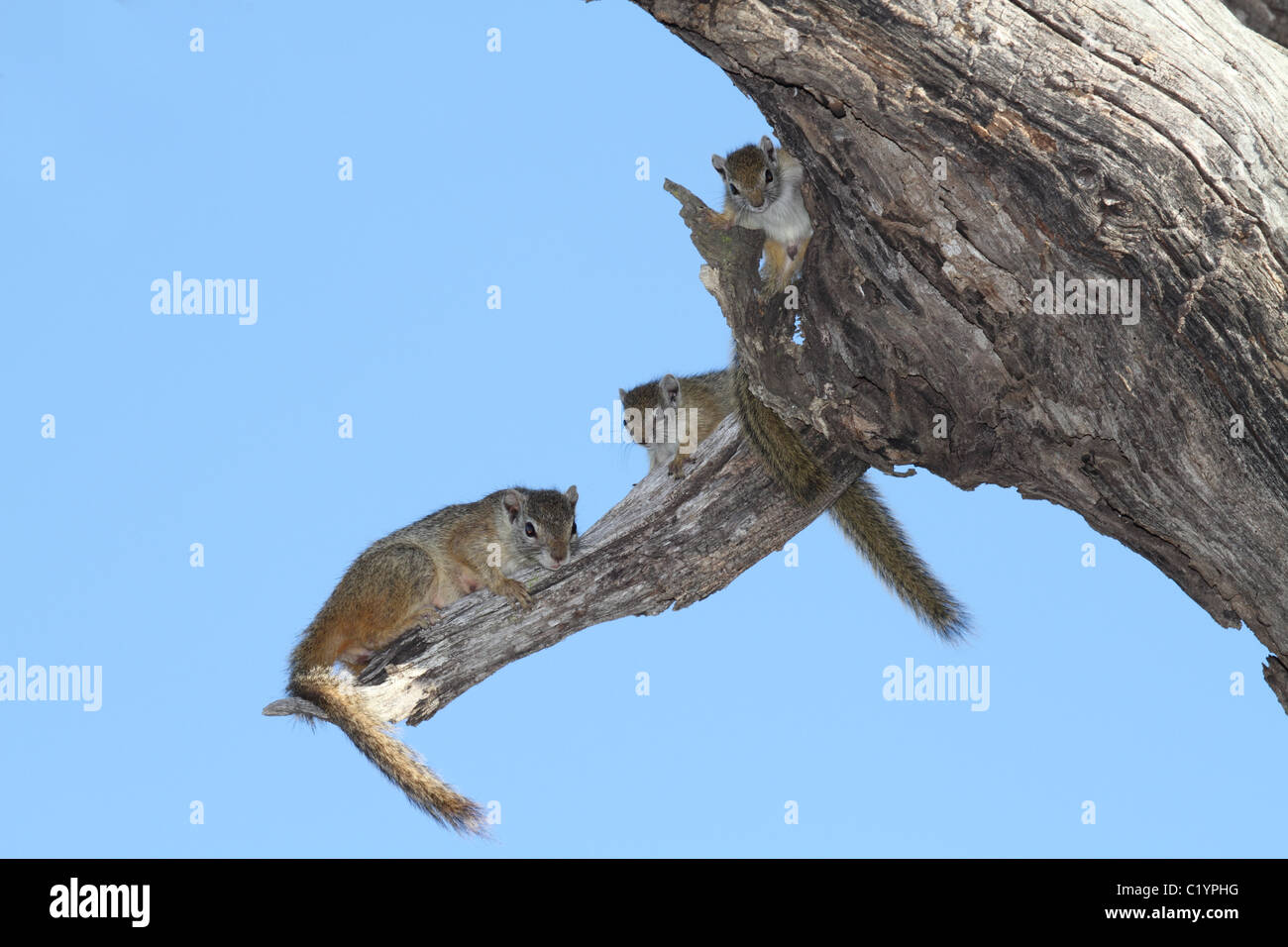 Smiths Busch Eichhörnchen Mutter mit zwei Jugendliche in einem Baum Stockfoto