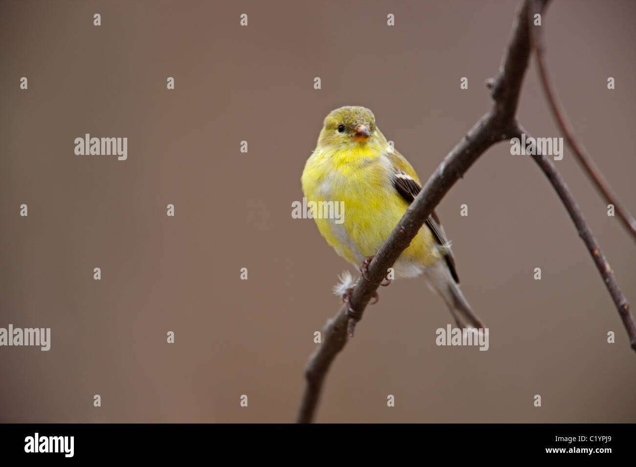Amerikanische Stieglitz (Spinus Tristis Tristis) Weibchen in Häutung, Zucht Gefieder auf einem Ast im Central Park im zeitigen Frühjahr. Stockfoto