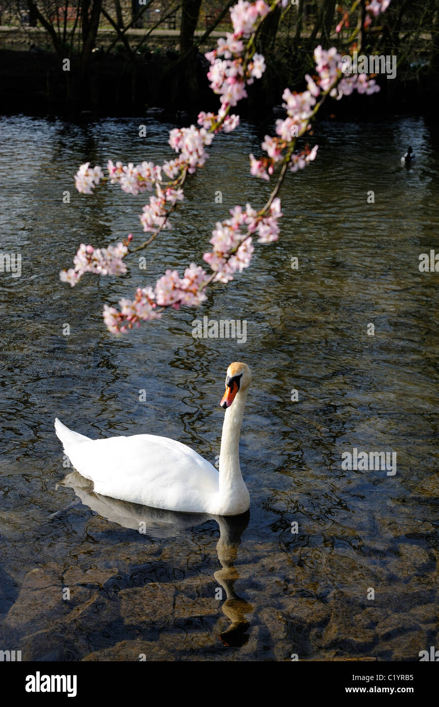 Schwan auf dem Fluss Wye Bakewell Derbyshire England uk Stockfoto