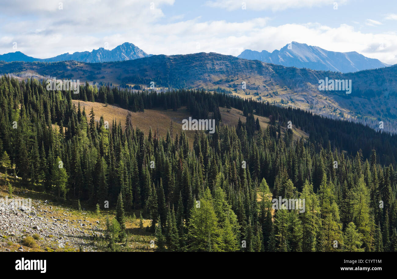 Wald und die Berge im Norden Kaskaden Bergkette von der Pacific Crest Trail in der Nähe von Harts Pass in Washington USA gesehen Stockfoto