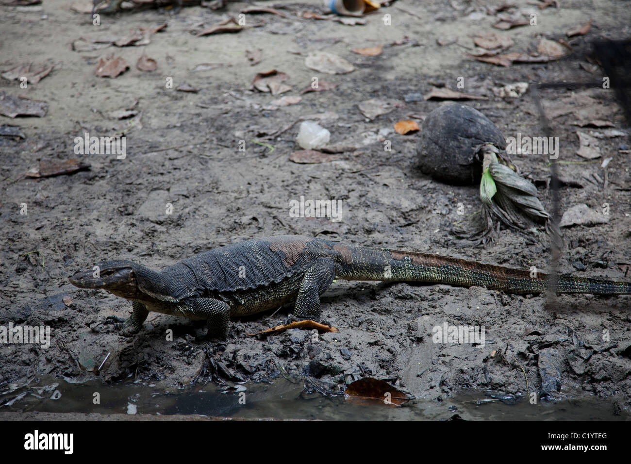 Rieseneidechse (Komodo-Warane / Monitor Lizard) auf Sapi Island, Sabah, Kota Kinabalu, Malaysia Stockfoto