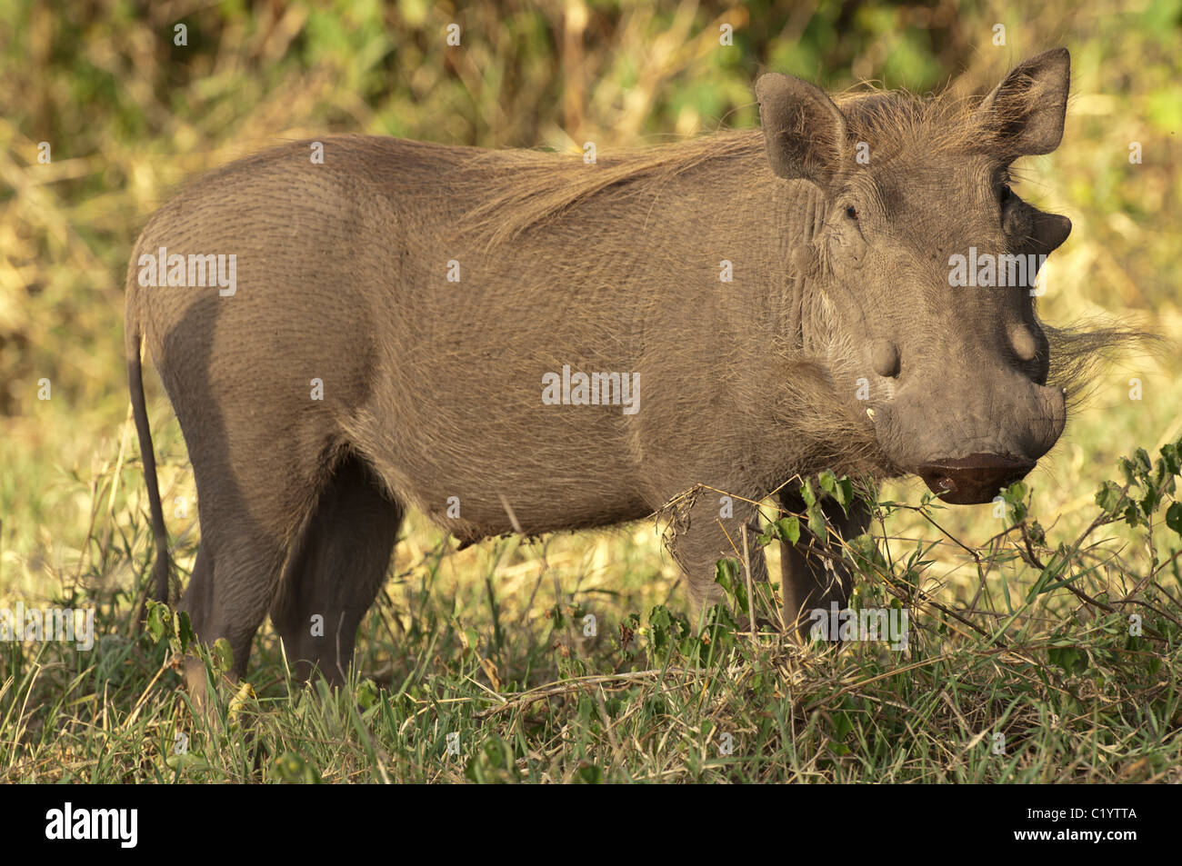 Stock Foto von einem Warzenschwein in den Rasen. Stockfoto