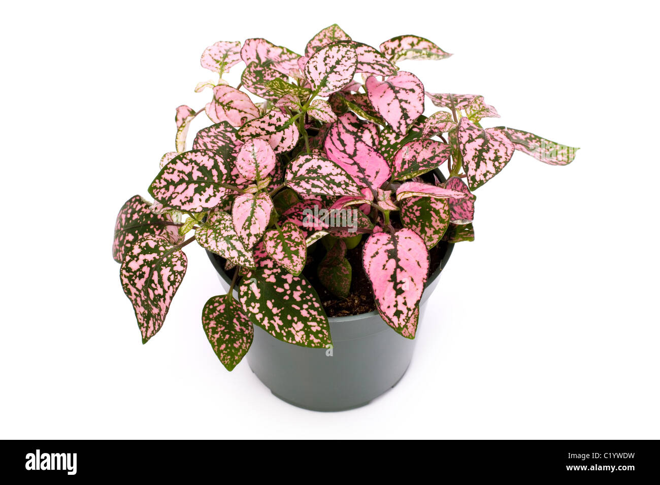 Rosa Zimmerpflanze mit weiem Hintergrund Stockfotografie - Alamy