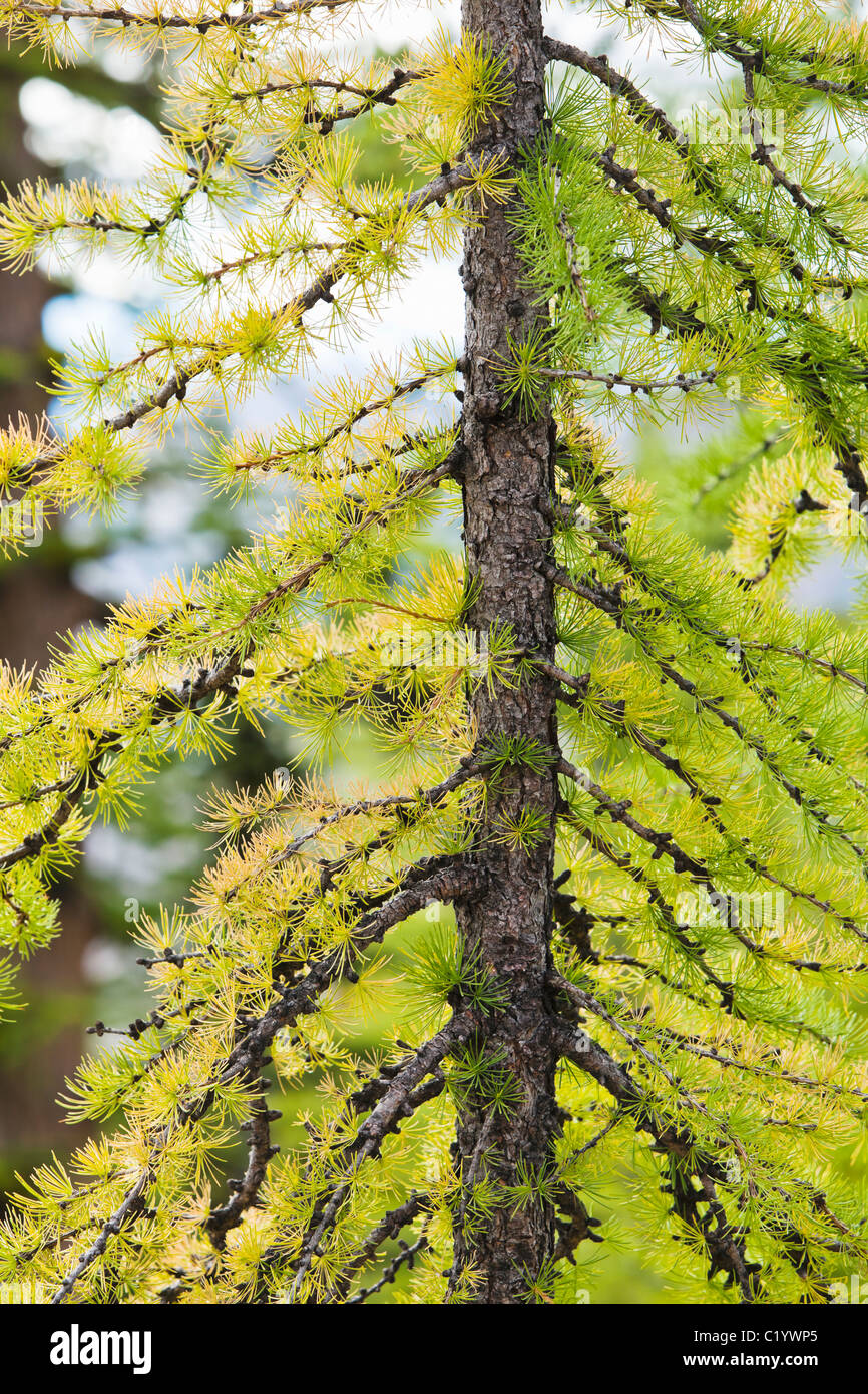 Eine junge Lärche Baum Nahaufnahme. Nord-Kaskaden, Washington, USA. Stockfoto