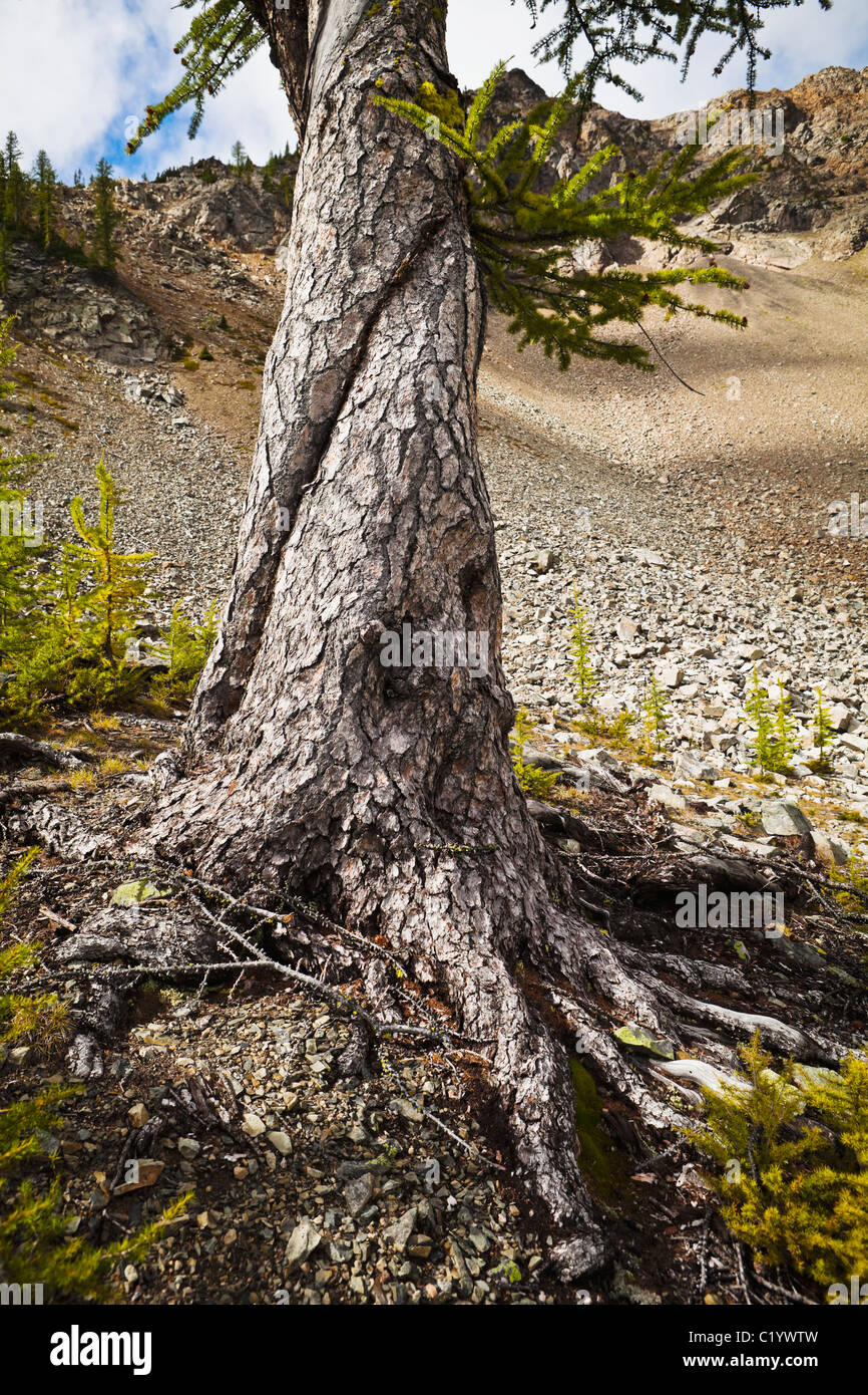 Ein Wisted Lärche Baum in der Nähe eine große Geröllhalde in North Cascade Mountains, Washington, USA. Stockfoto
