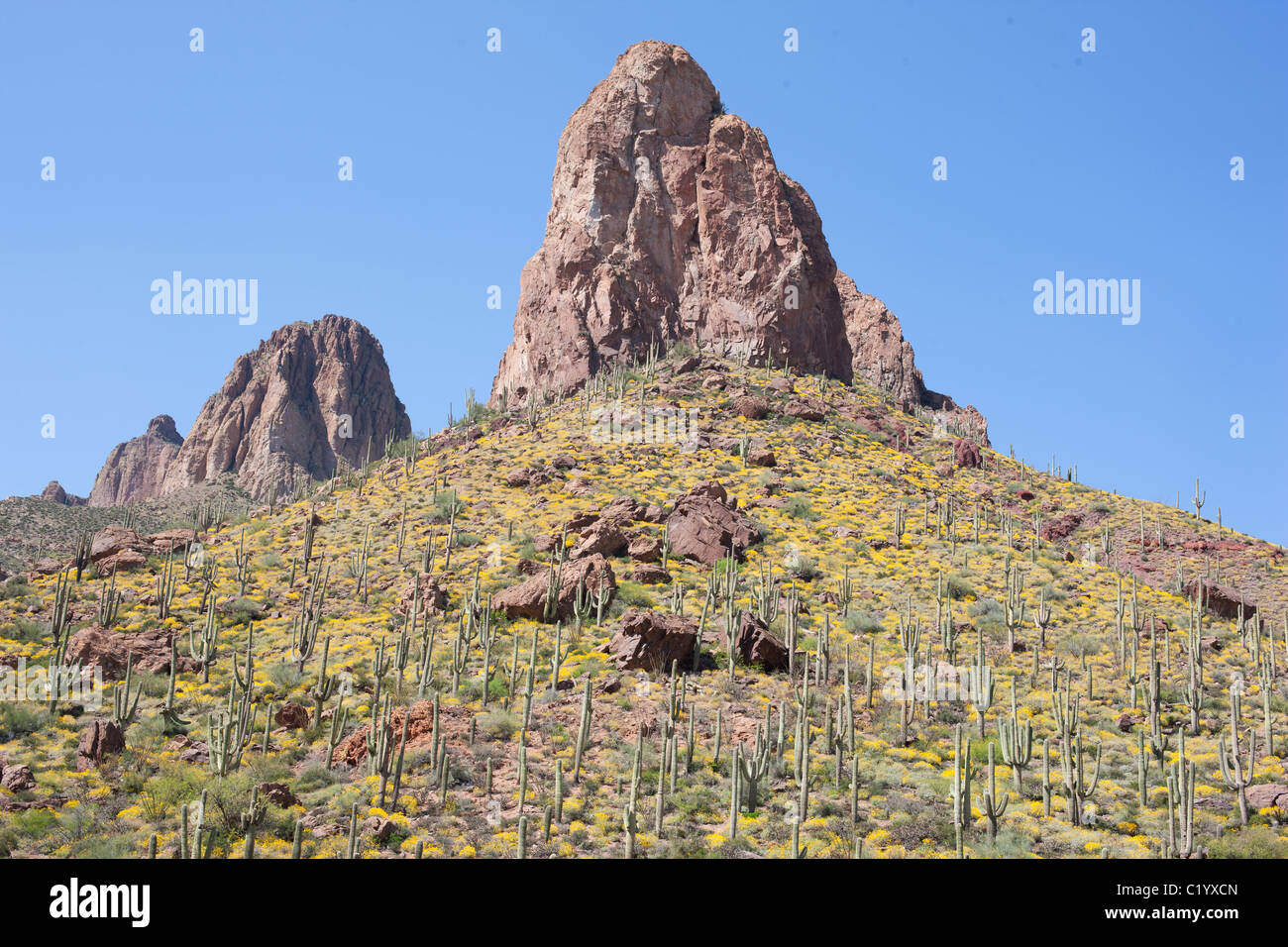 Der saguaro Kaktus ist die Quintessenz der Pflanze des amerikanischen Westens. Er kann Höhen bis zu 15 Metern erreichen. Maricopa County, Arizona, USA. Stockfoto