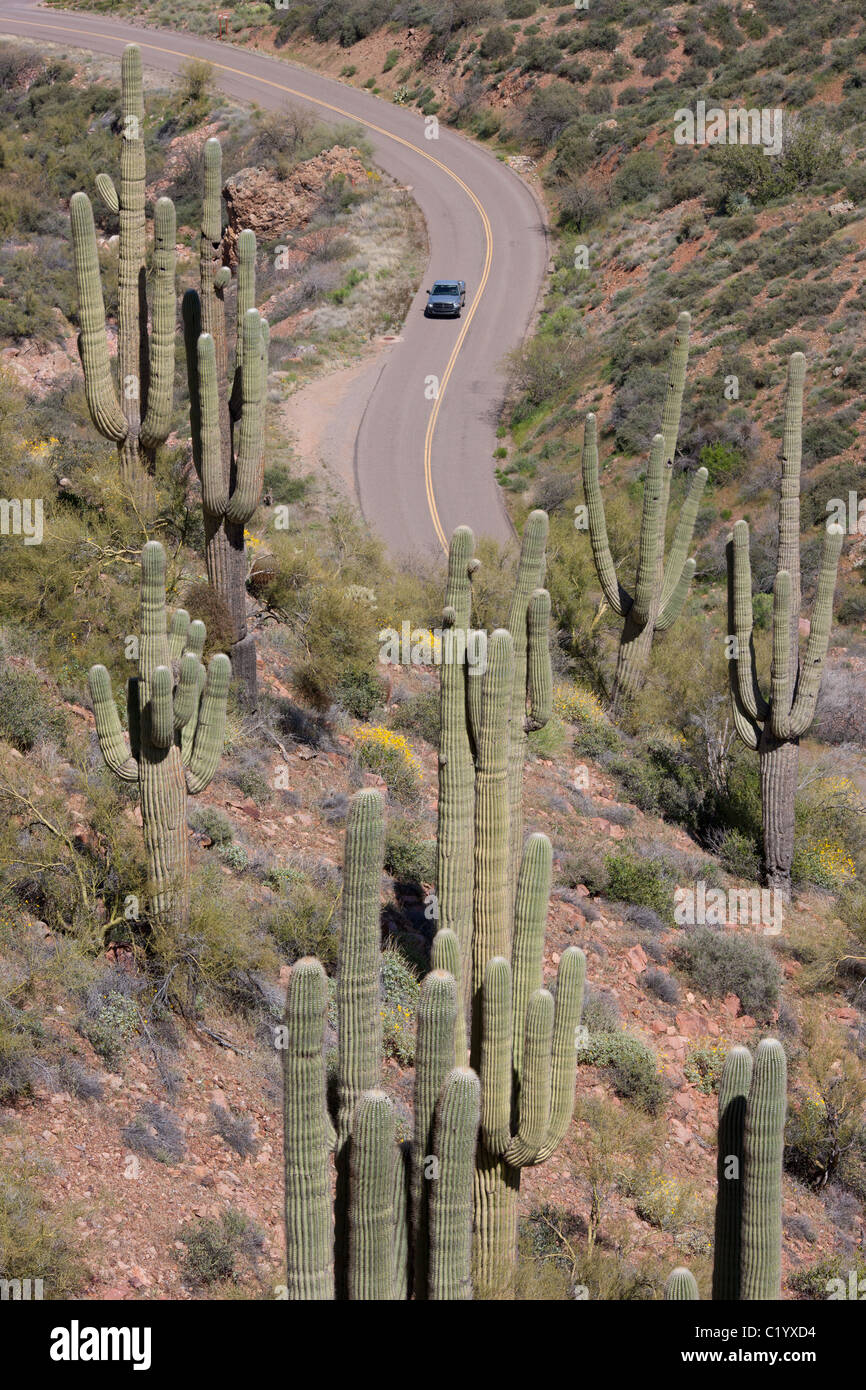 Der saguaro Kaktus ist die Quintessenz der Pflanze des amerikanischen Westens. Er kann Höhen bis zu 15 Metern erreichen. Arizona, USA. Stockfoto