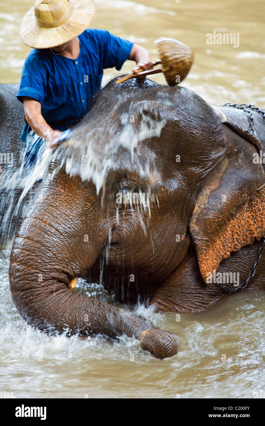 Ein Elefant wird von seinen Mahout in Chiang Dao Elephant Training Centre im Fluss gebadet. Chiang Dao, Chiang Mai, Thailand Stockfoto