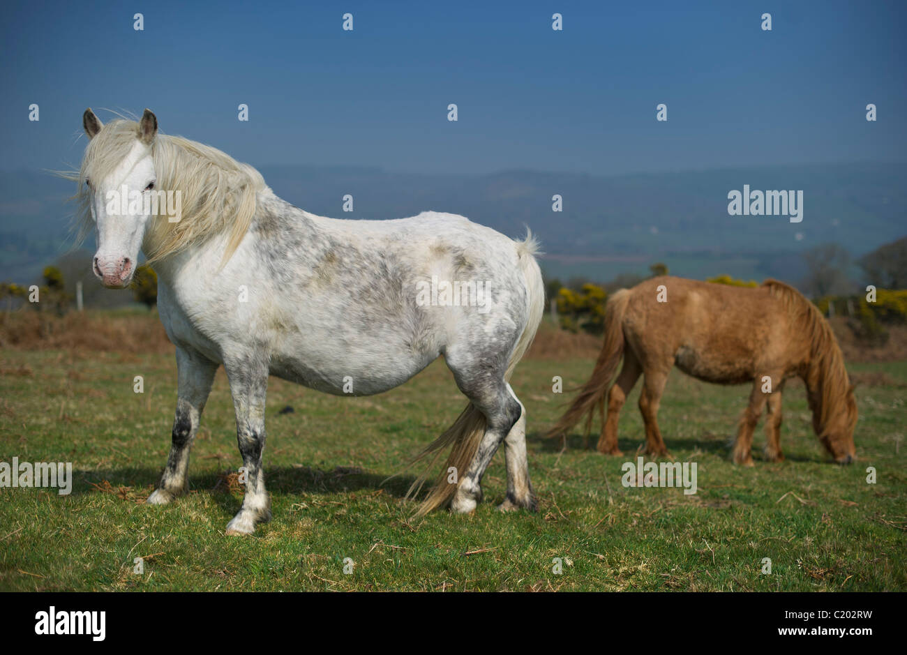 Zwei DartmoorPonys, eine weiße und eine braune Fohlen auf dem Moor in