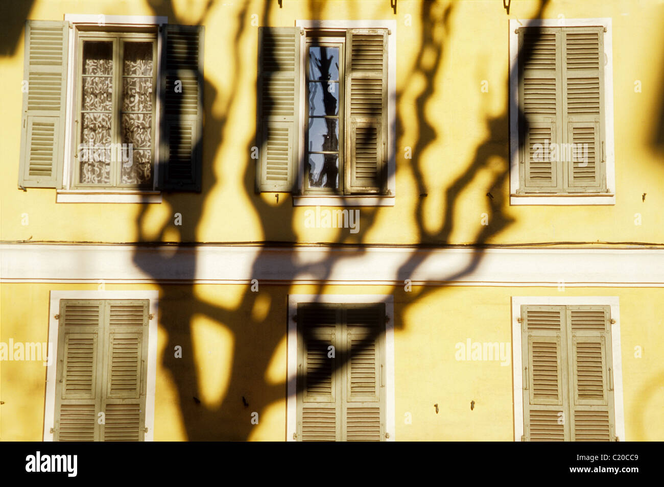 Ahorn Baum Schatten in einem alten Gebäude von Nizza Stockfoto