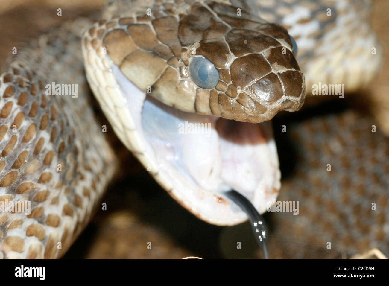 Ein Blandings Treesnake (Toxicodryas Blandingi) in Uganda bereitet sich auf Streik Stockfoto