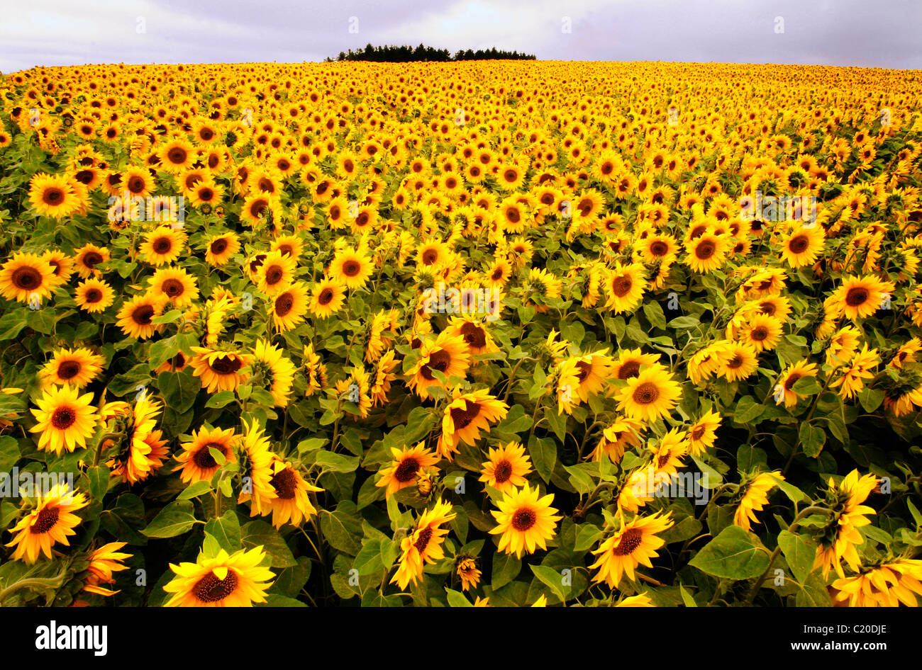 ein Feld von Sonnenblumen in den Cotswolds in der Nähe von snowshill.copy space.landscape format Stockfoto