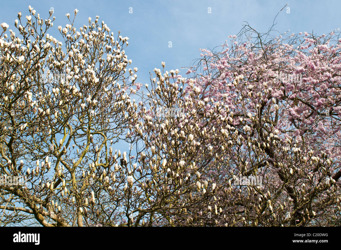 Magnolia Soulangeana Bäume in voller Blüte im zeitigen Frühjahr, Hampton Court Palace Gelände, Surrey, England, UK Stockfoto