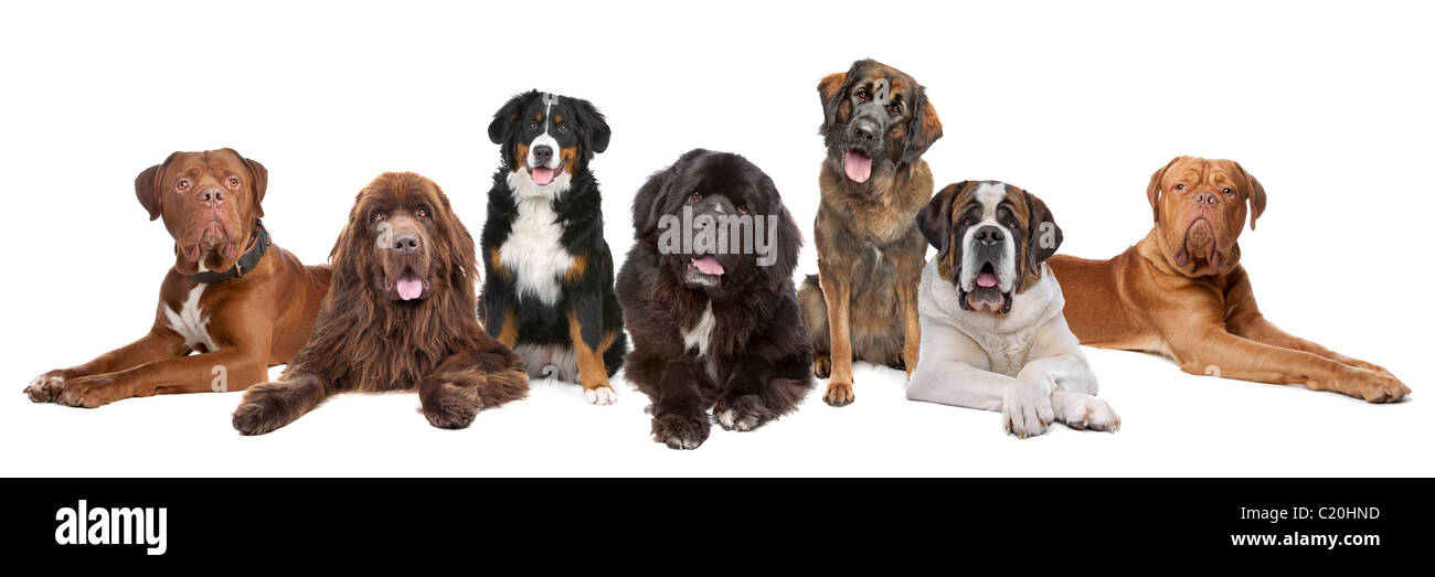 Große Gruppe von großen Hunden in einer Reihe, isoliert auf weißem Hintergrund Stockfoto