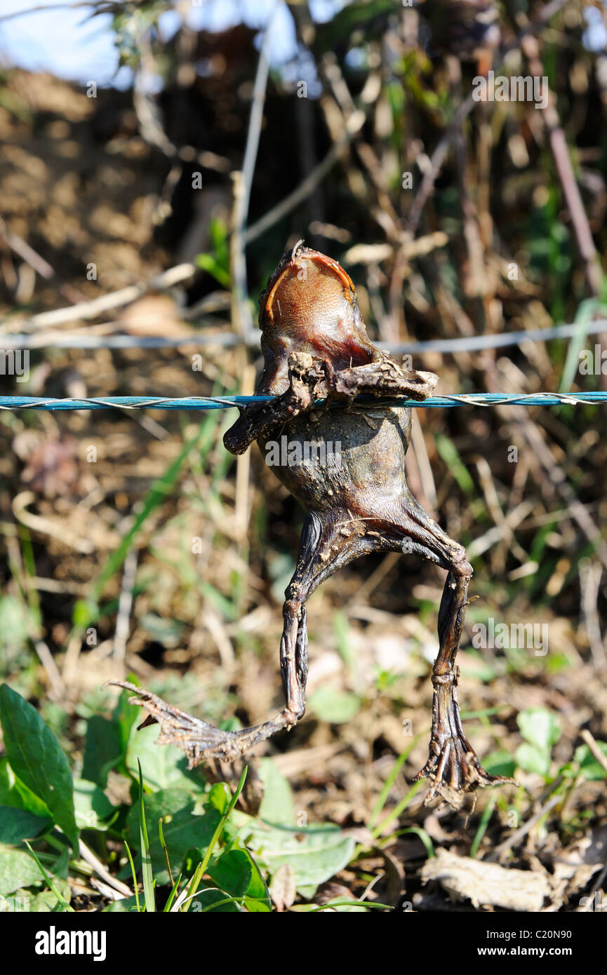 Ein toter Frosch festhalten an einem Elektrozaun. Stockfoto