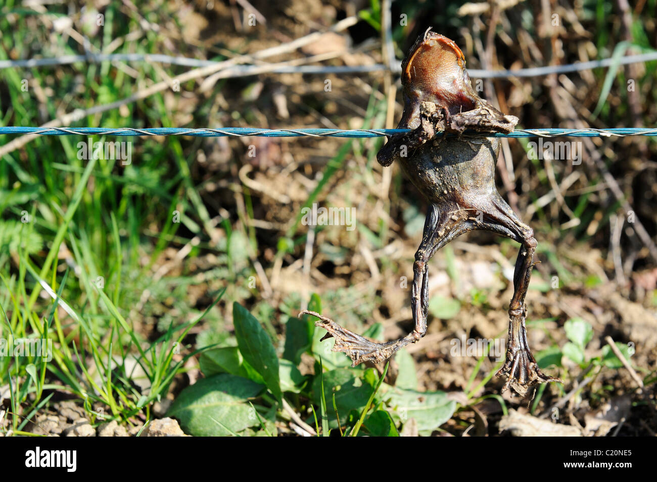 Ein toter Frosch festhalten an einem Elektrozaun. Stockfoto