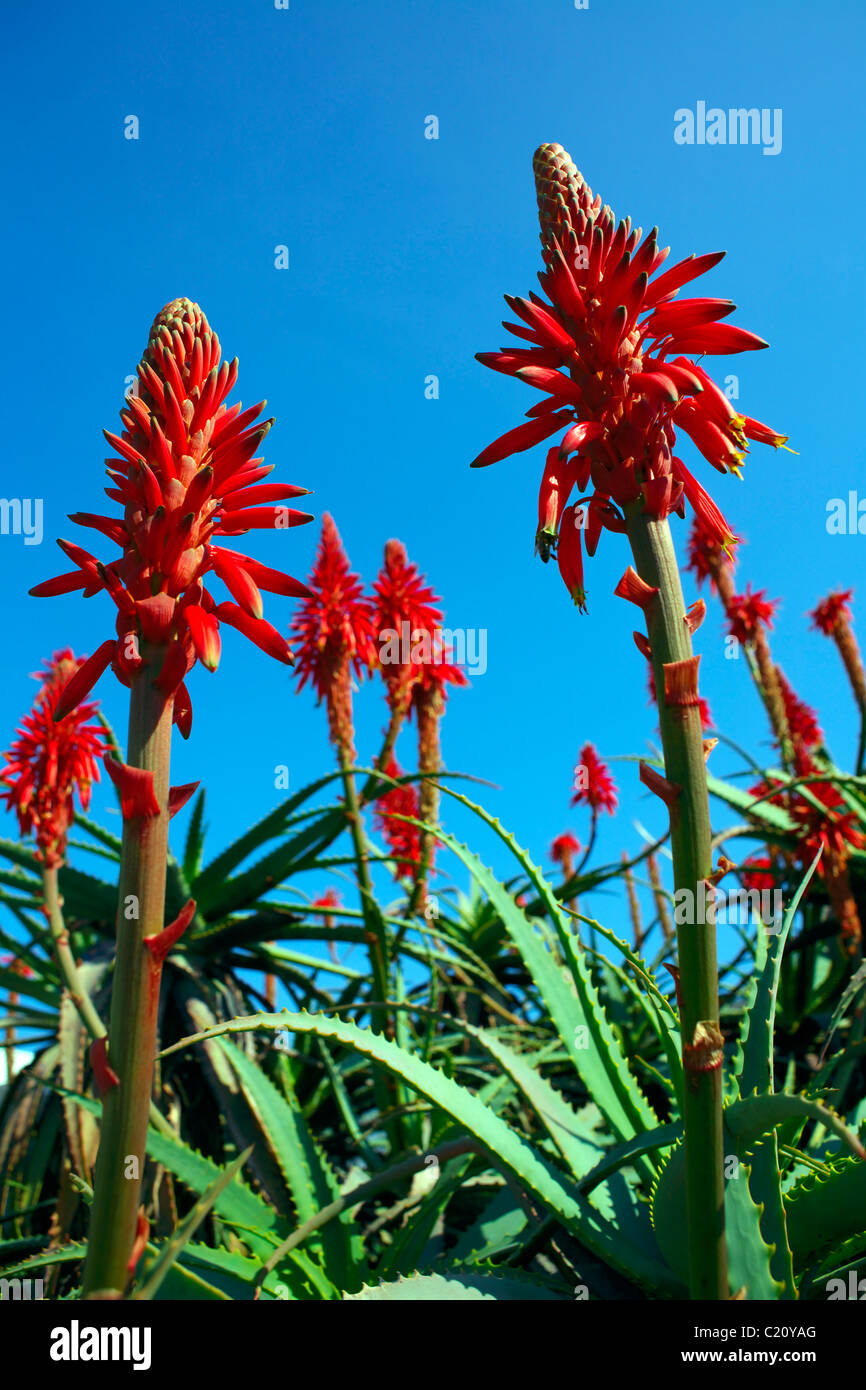 Aloe Arborescens, saftig, Pflanze, Flora, Cactaceae, Flora, Cactaceae, Spanien, botanische, Probe, Botanik, Stockfoto