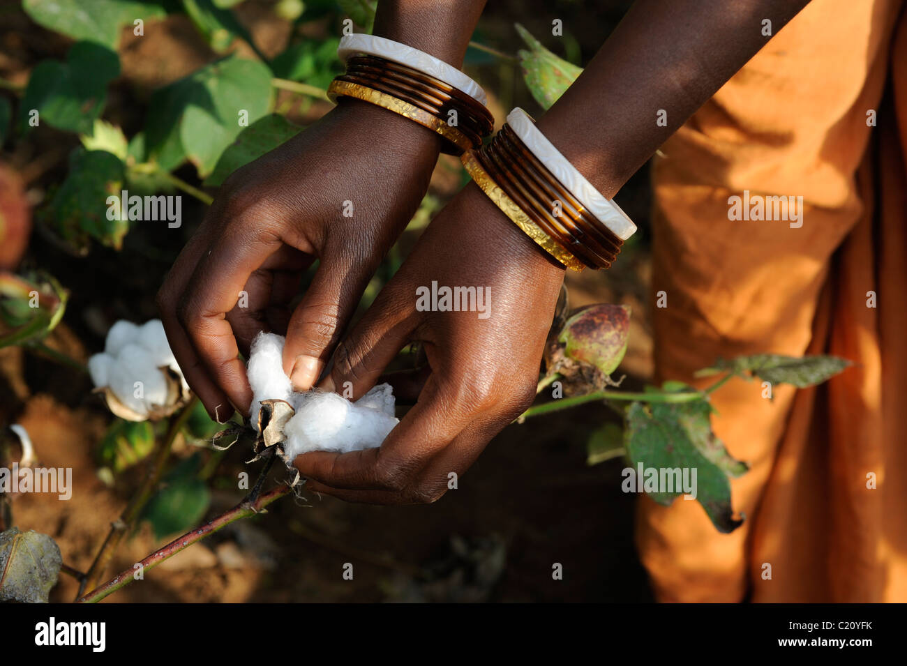 Indien Orissa, fairer Handel und Baumwolle aus biologischem Anbau, die Bauern der Kooperative in der Nähe von Agrocel Schönwald Stockfoto