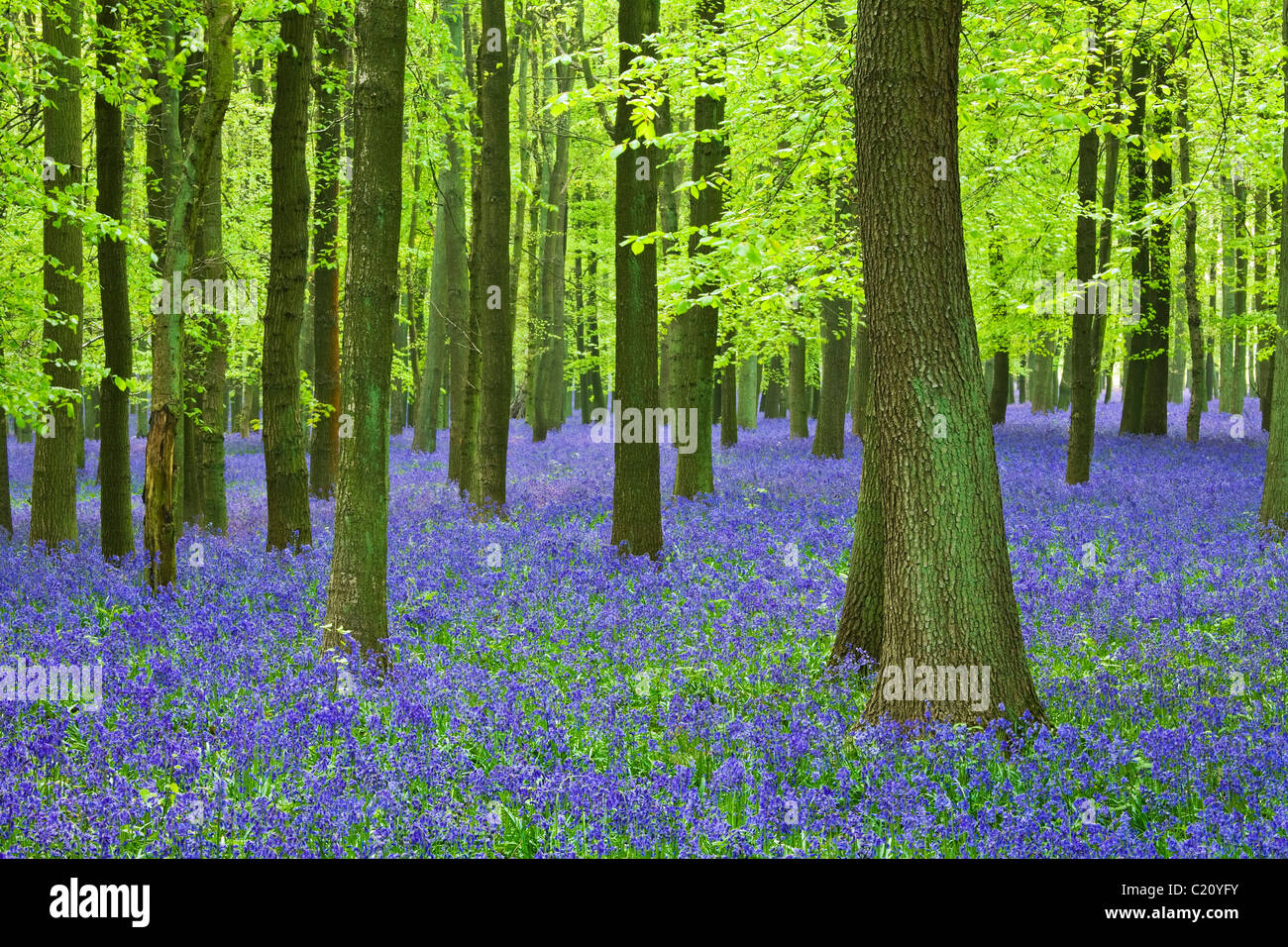 Glockenblumen (Hyacinthoides non-Skript) in Buche (Fagus Sylvatica) Baum Holz, Hertfordshire, England, UK Stockfoto
