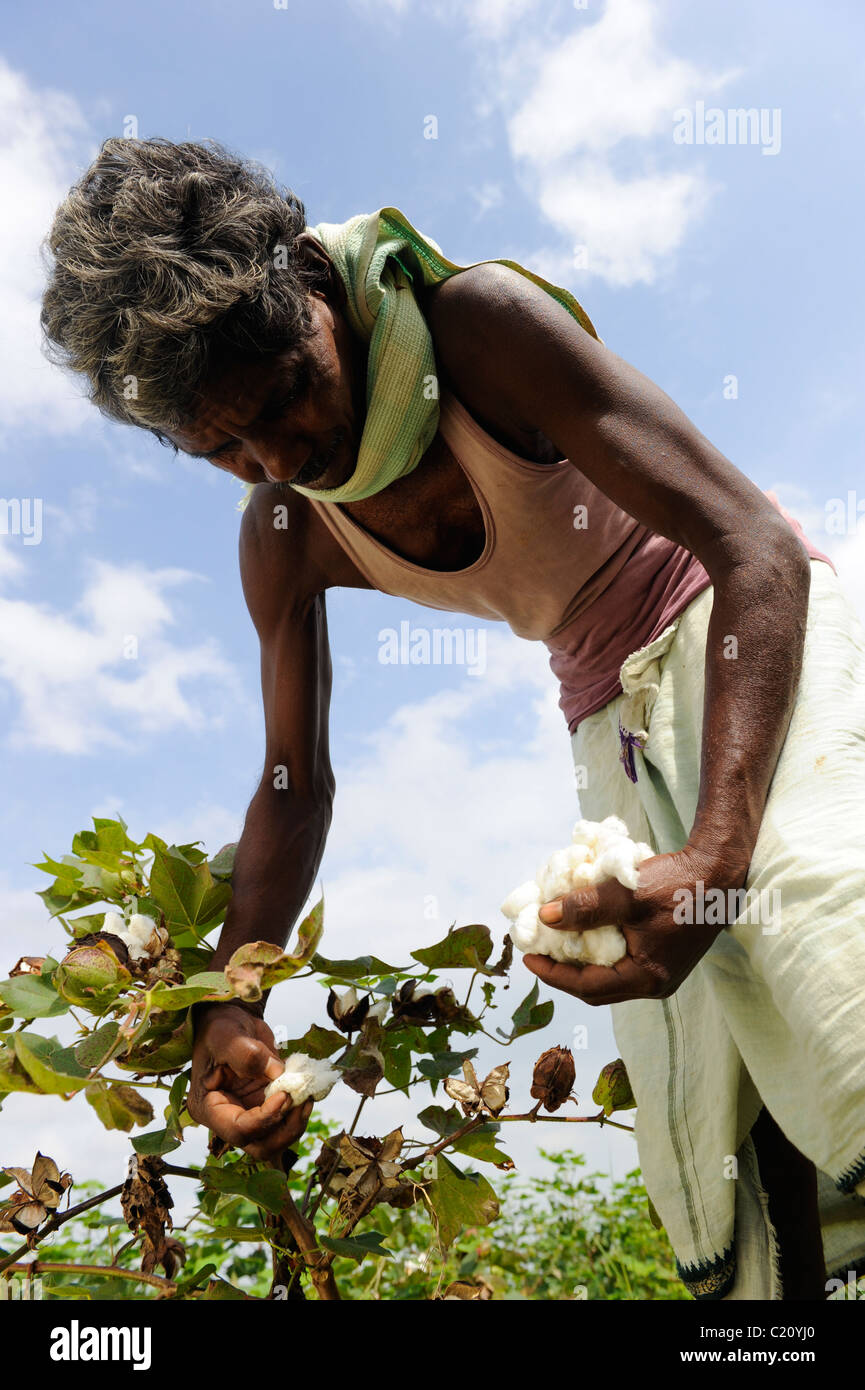 Indien-Orissa, Fair Trade und Bio-Baumwollbauern von kooperativen in der Nähe von Rayagada Agrocel Stockfoto