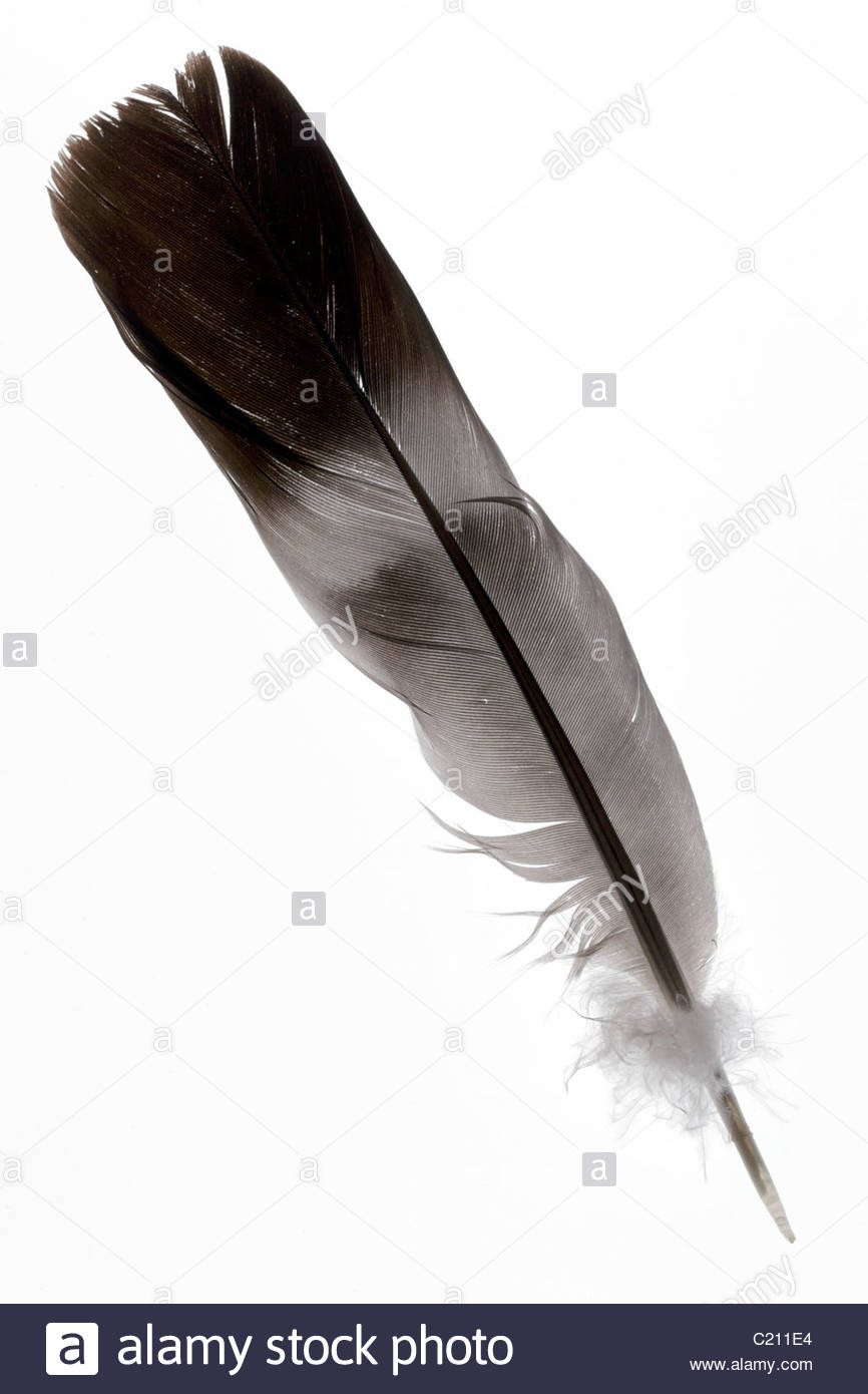 Feder Grau Stockfotos & Feder Grau Bilder Alamy
