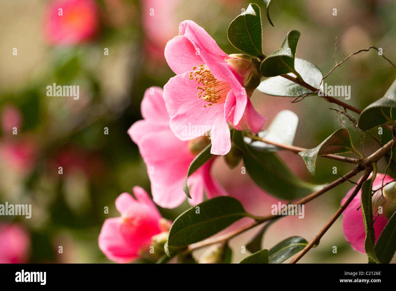 Kamelie X williamsii 'St Ewe' in Blüte im März Stockfoto