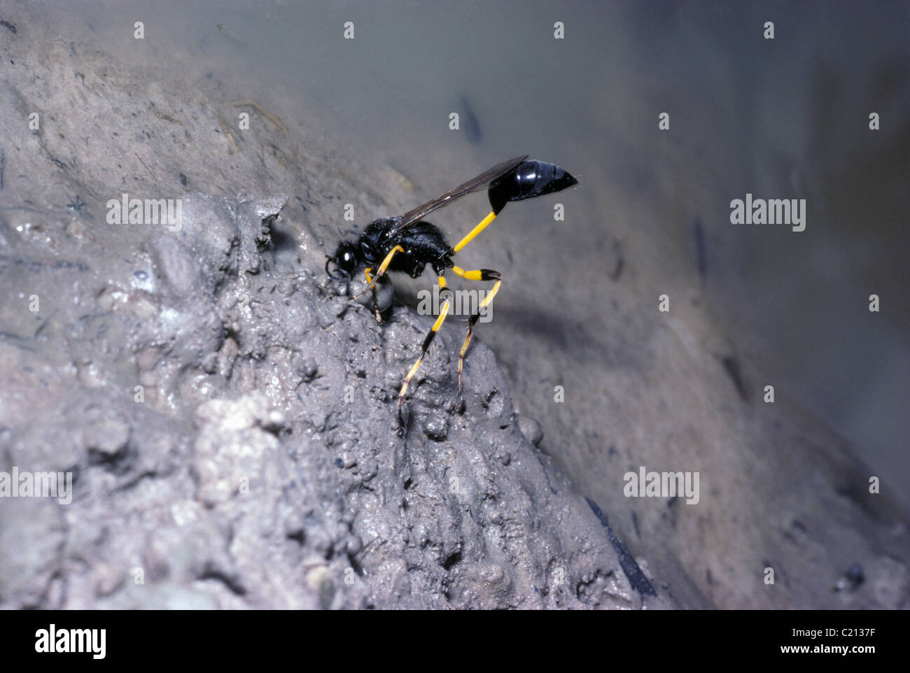 Schlamm-Dauber Wespe (Sceliphron Spirifex: Sphecidae) Vorräte von Lehm für den Nestbau Kenia zu sammeln Stockfoto