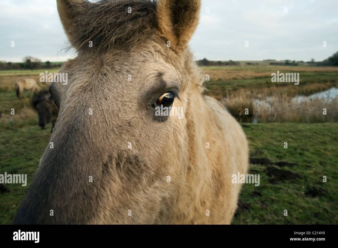 Konik-Pferd (Equus Caballus). Schinken Fen Nature Reserve, Kent, UK Stockfoto