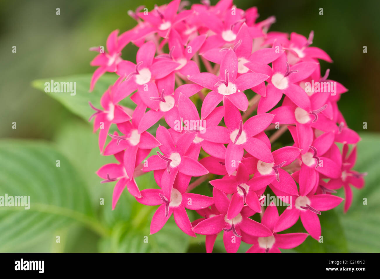 lila Blüten Sri Lanka Stockfoto