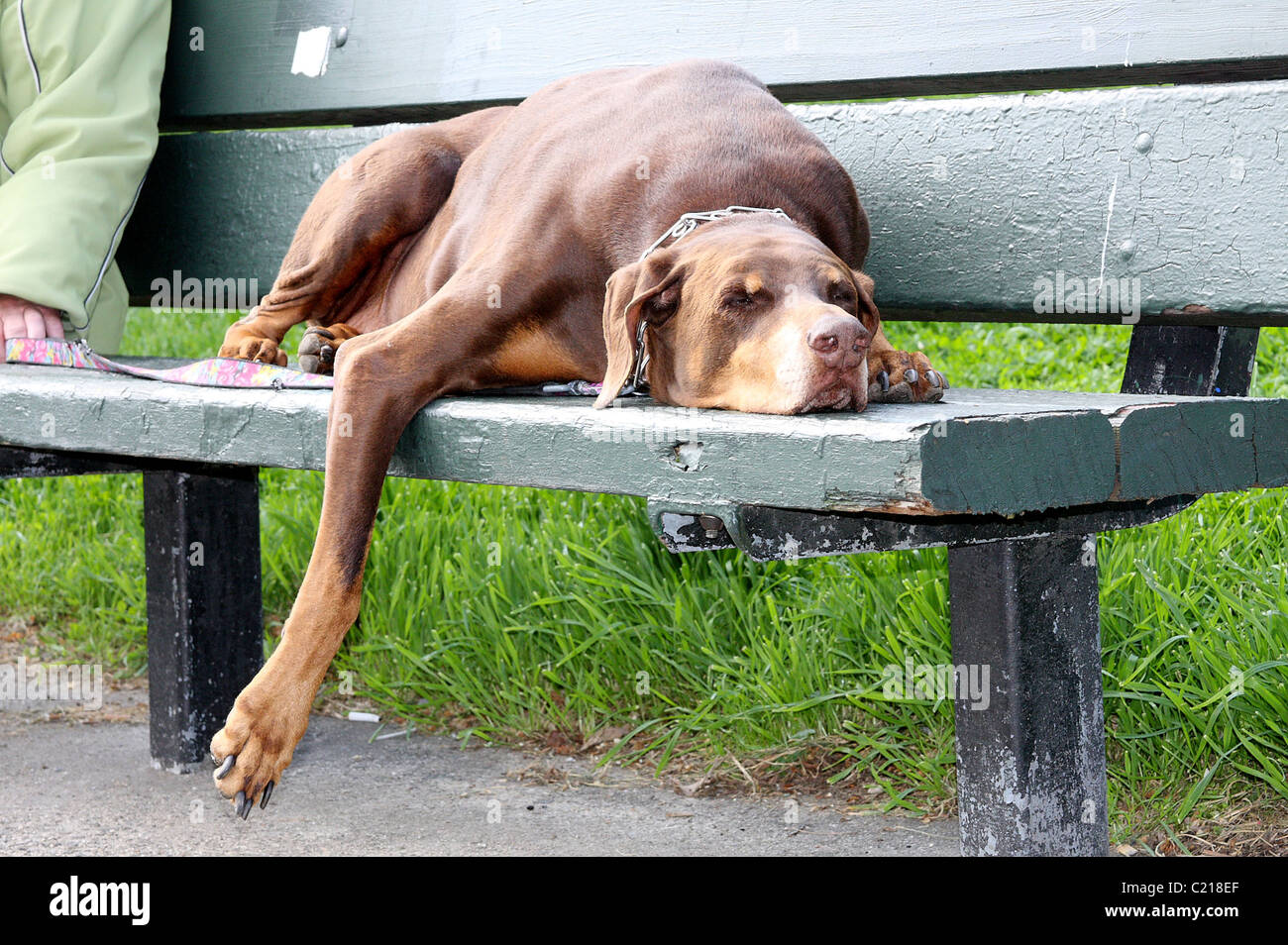 Dobermann ruht auf einer Parkbank Stockfoto